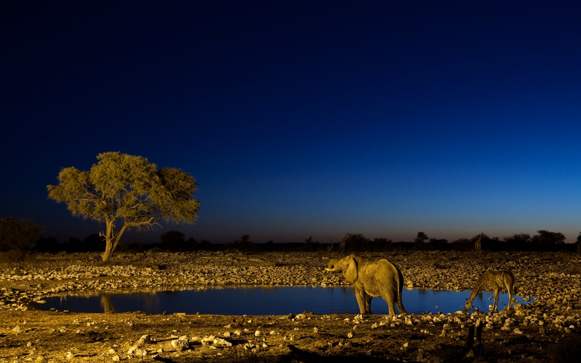 nuit abreuvoir éléphant girafe