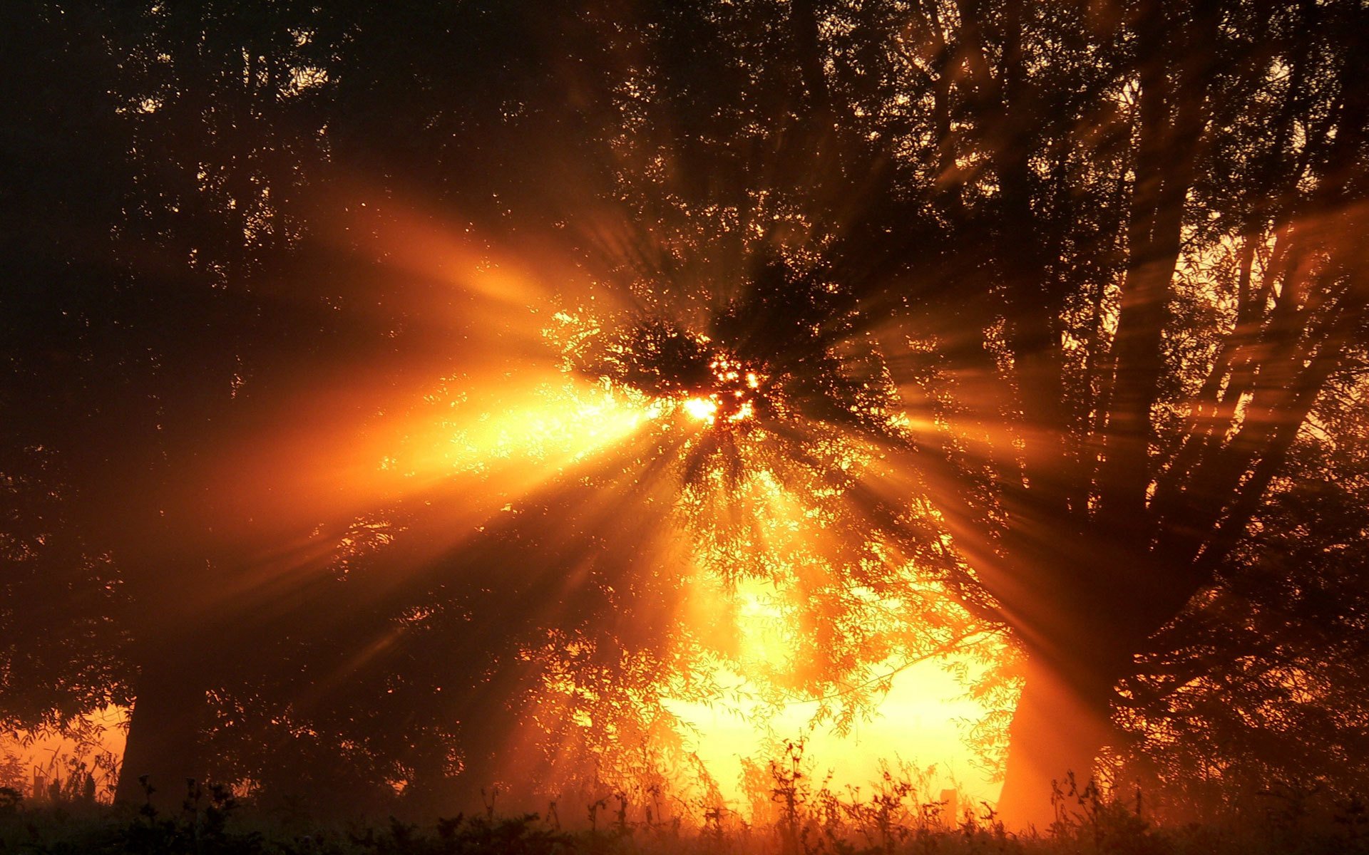 foresta raggi di sole alberi