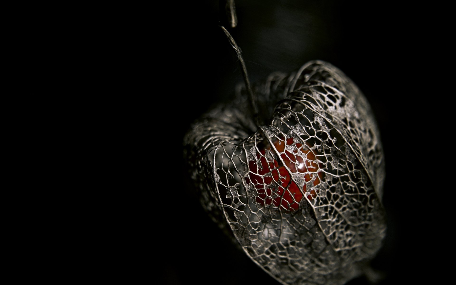 physalis beere skelett