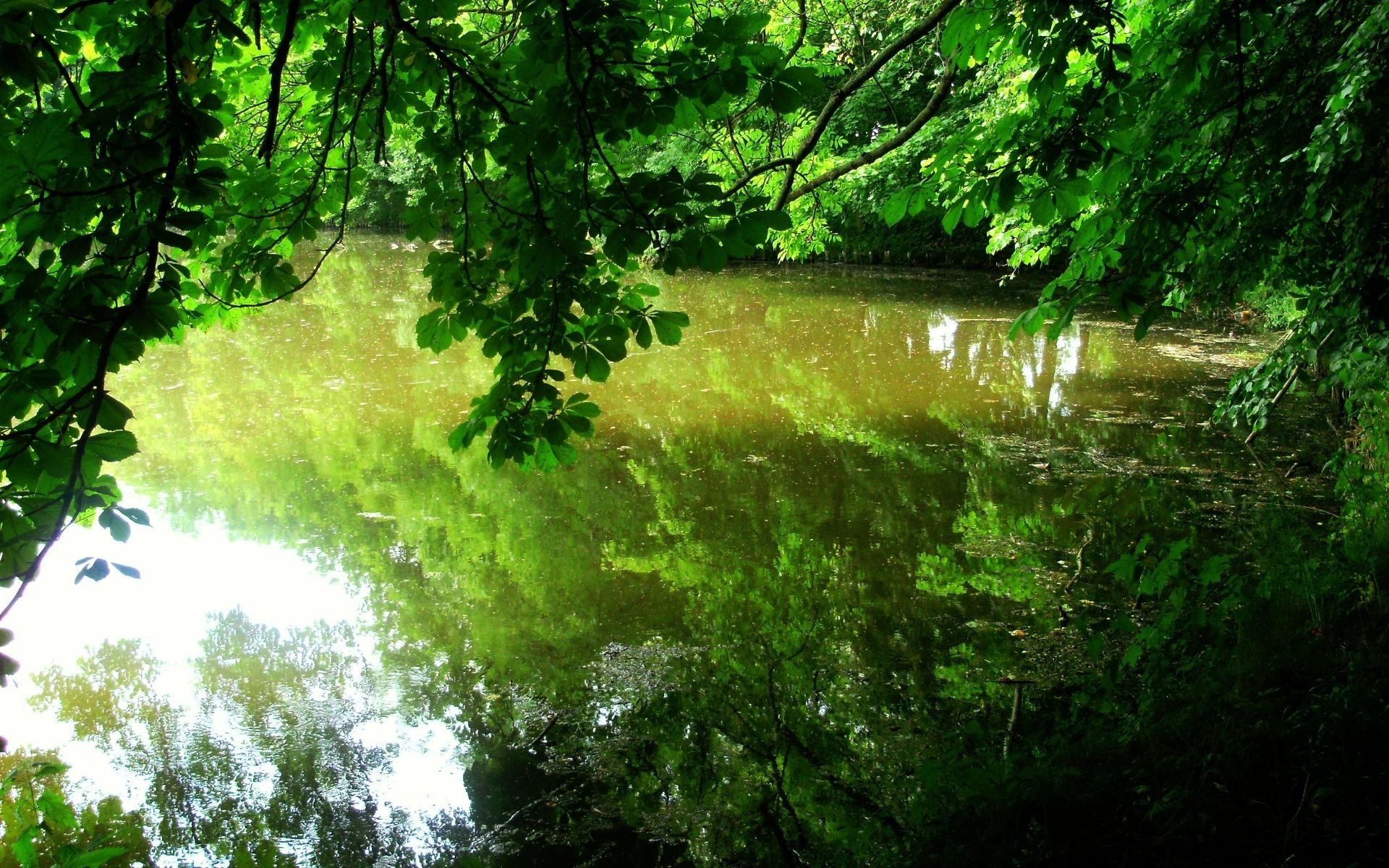 tree leaves reflection