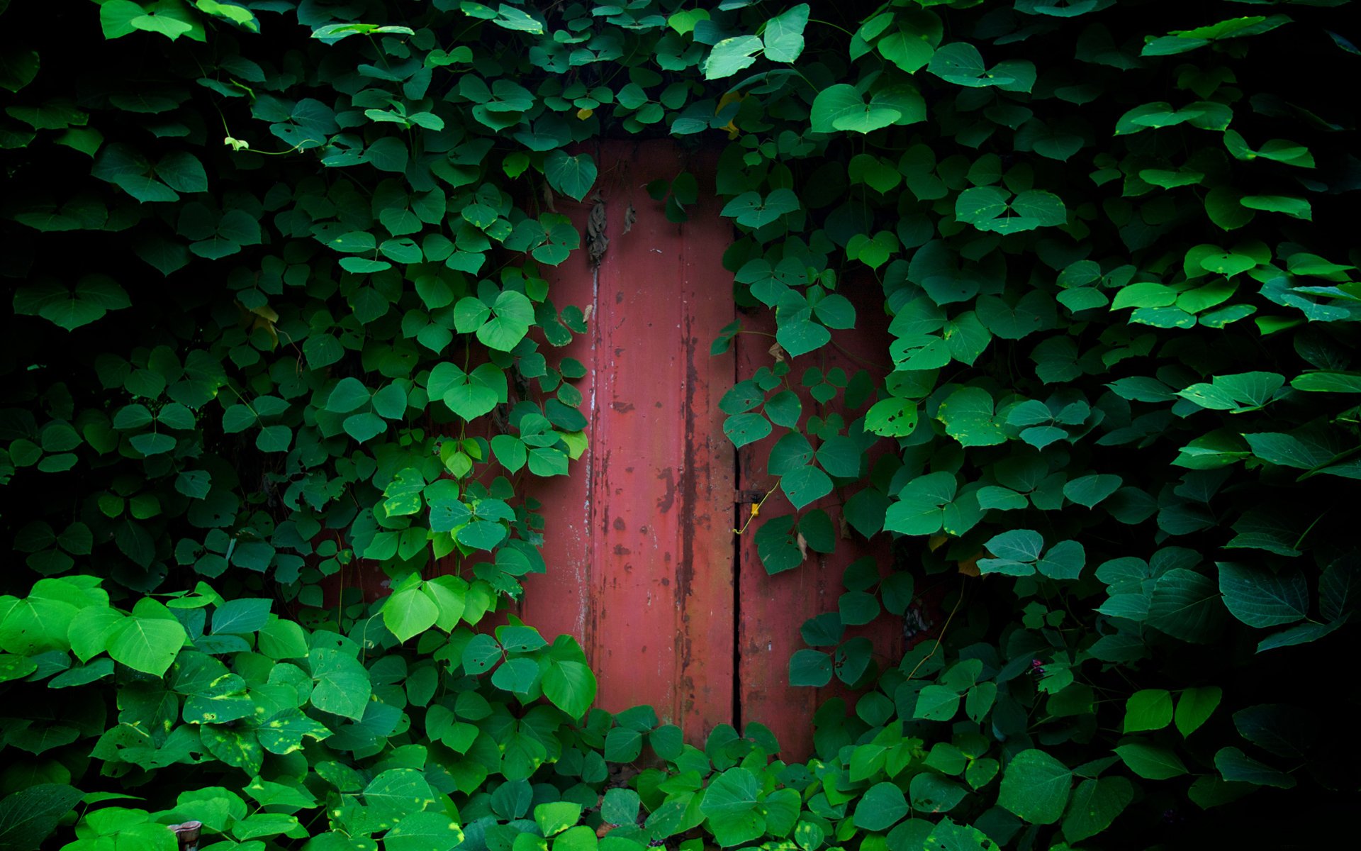 porta natura fogliame foglie vegetazione piante