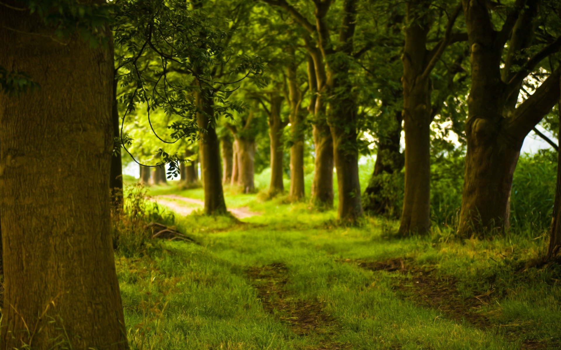 bosque camino árboles tronco naturaleza