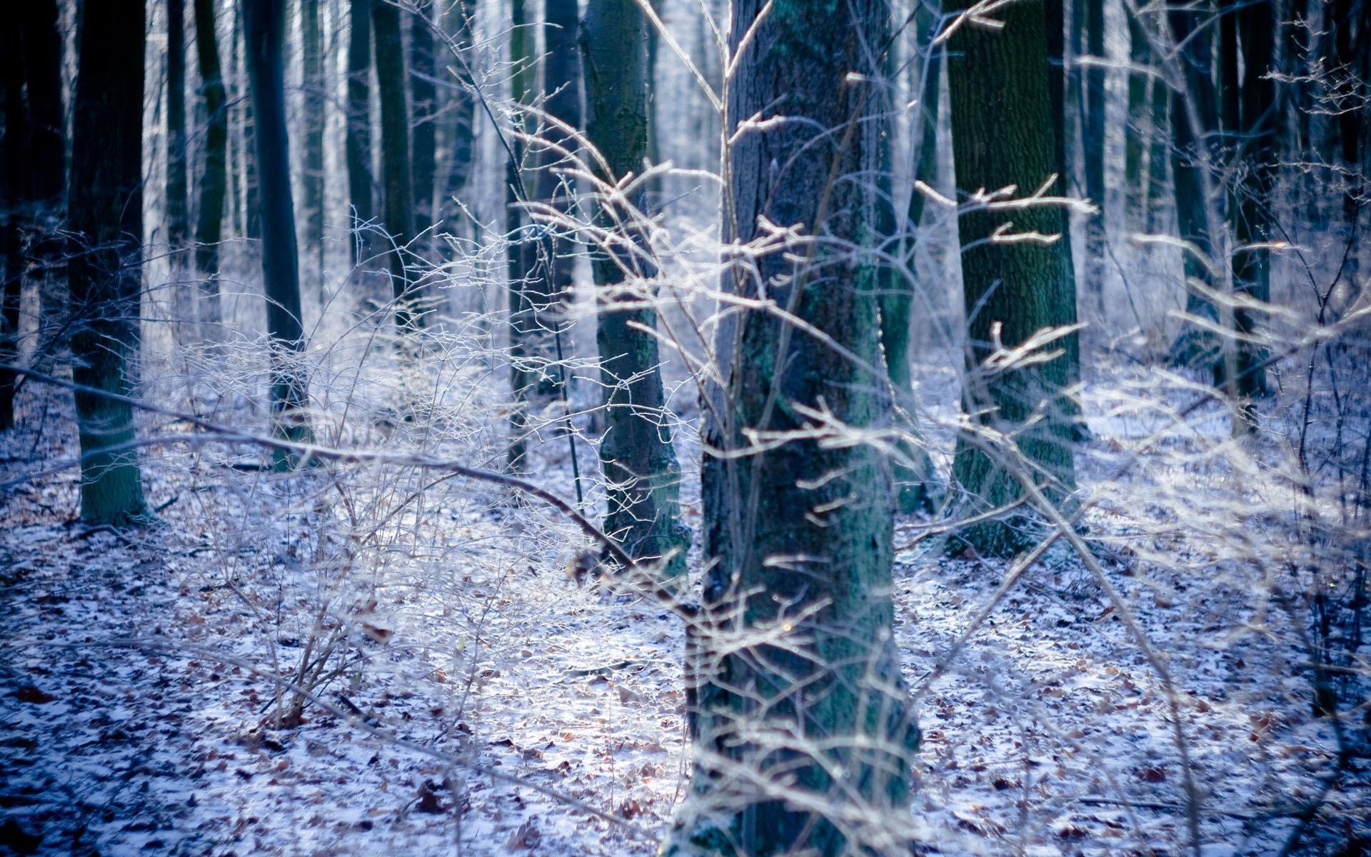 jesień natura las drzewa