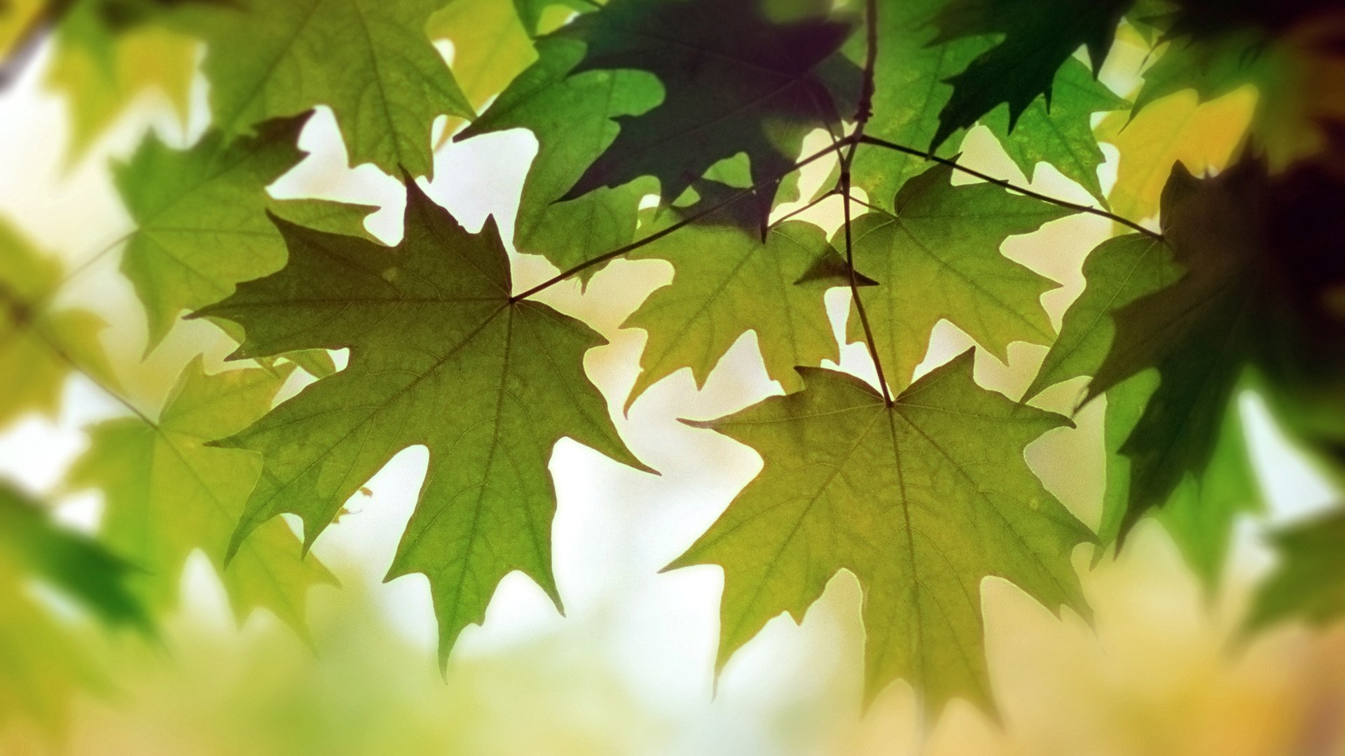 foliage flowers autumn