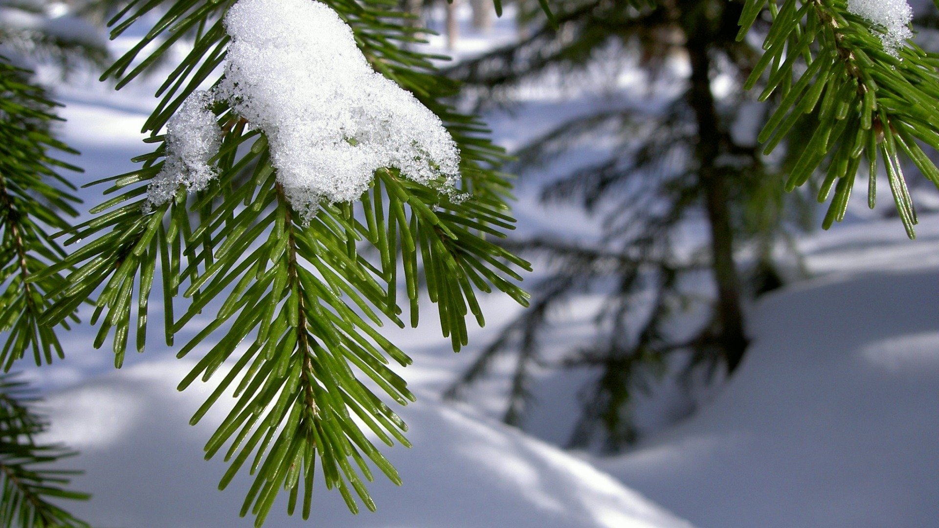 branche aiguilles aiguilles neige hiver gros plan