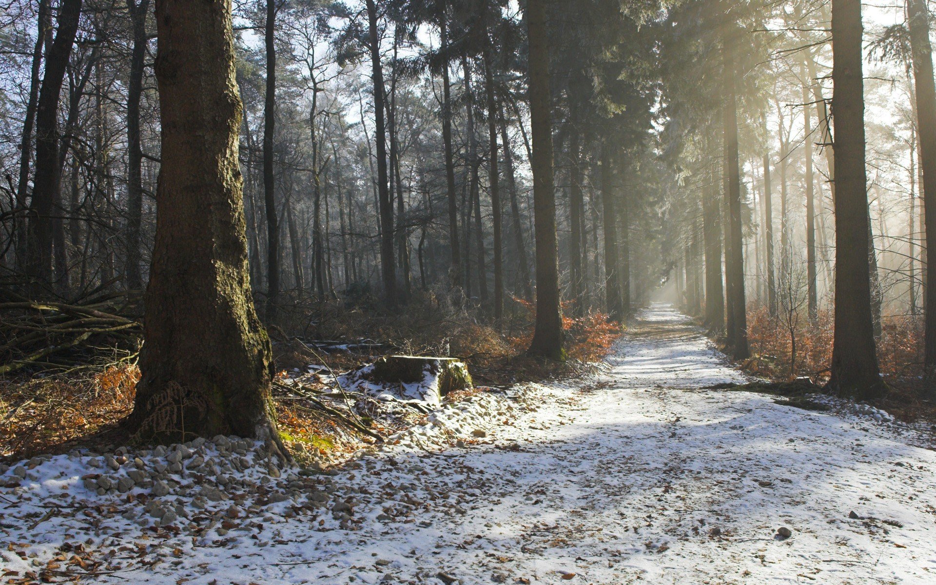 foresta alberi strada foschia autunno inverno mattina bellezza natura