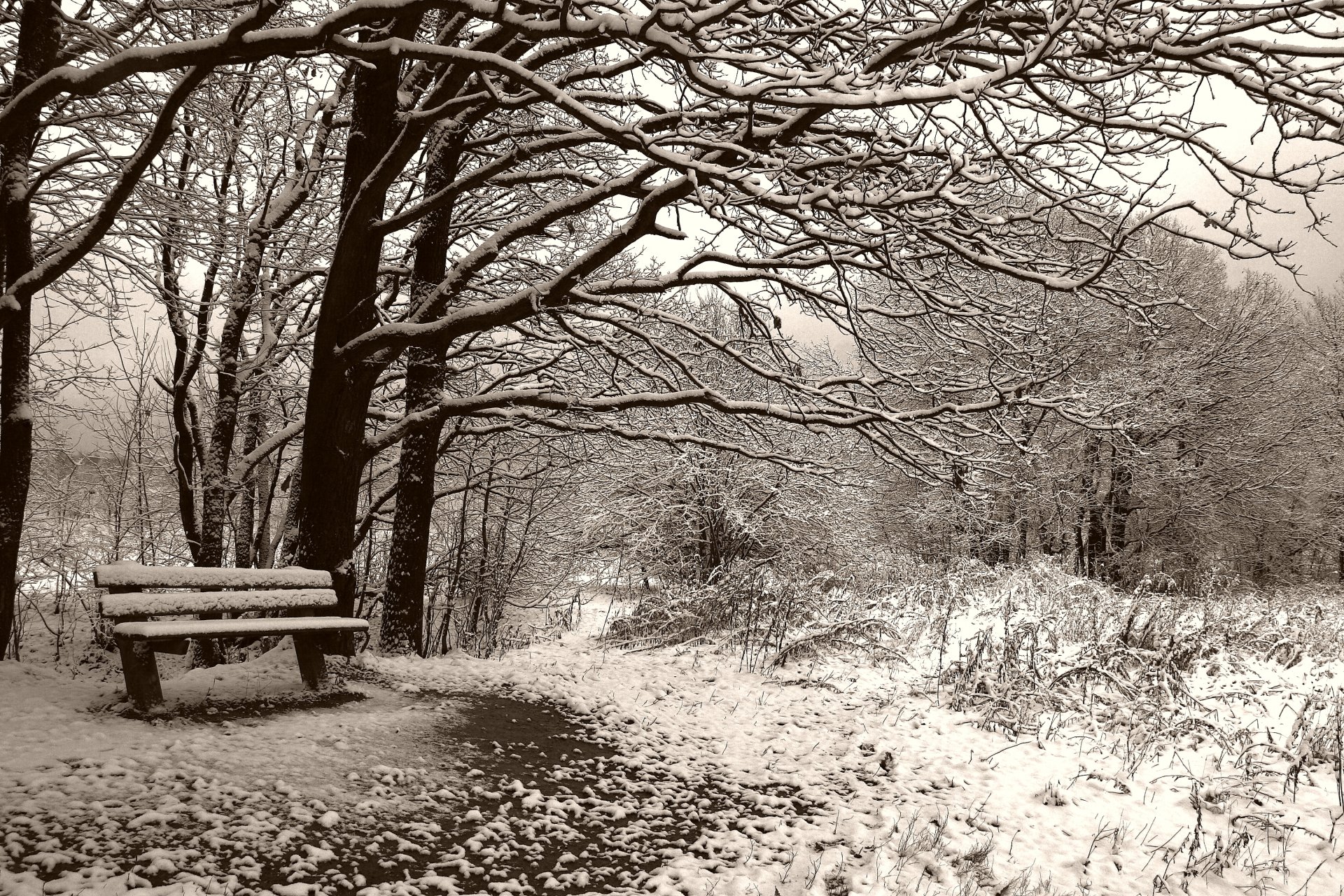 hiver banc sépia