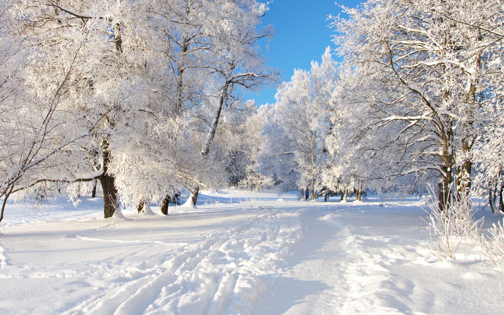 schnee gehweg bäume