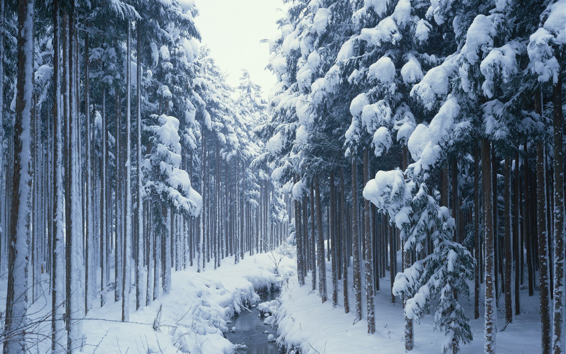 coníferas árboles nieve