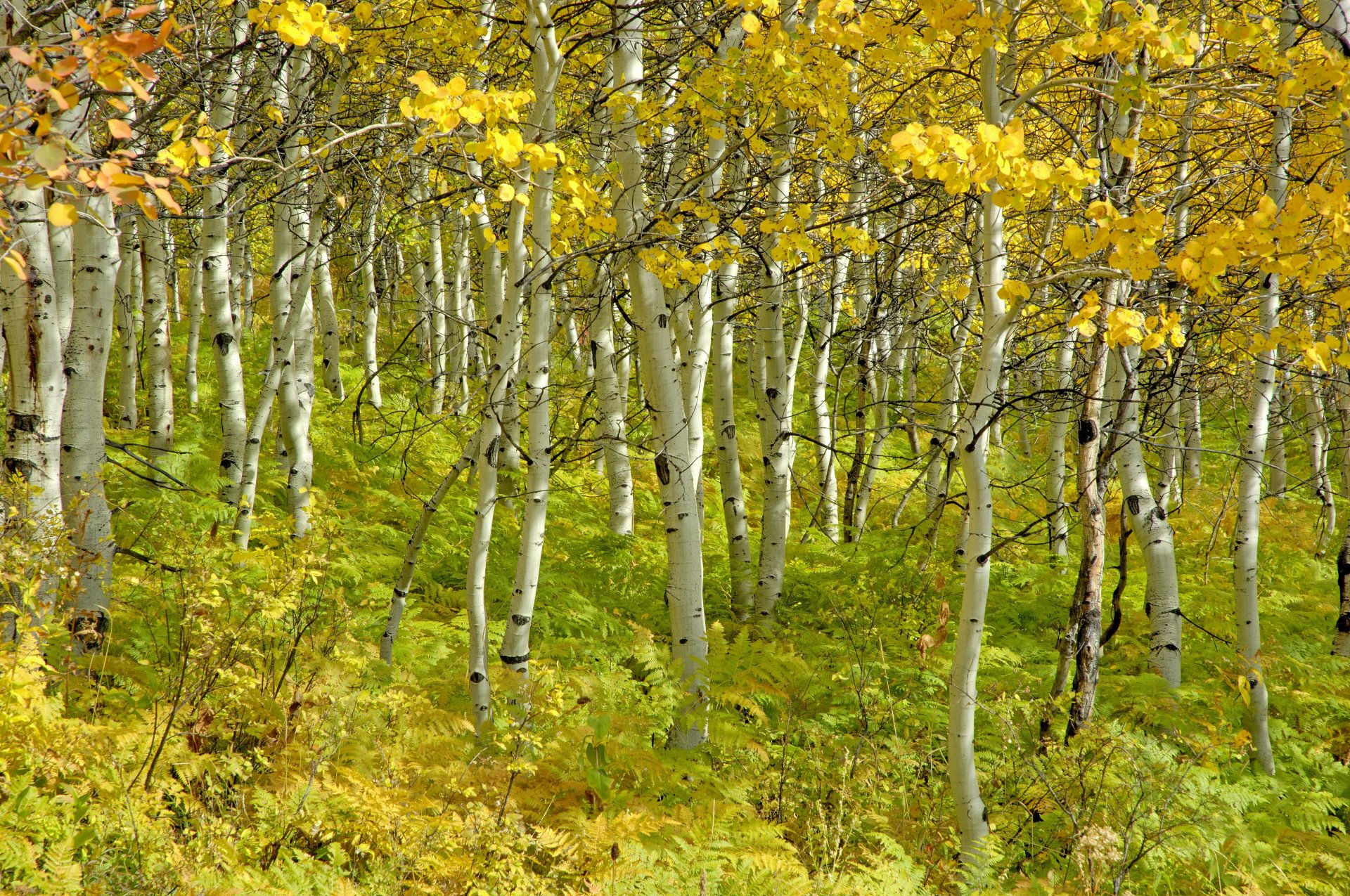 tree birch beauty grove autumn