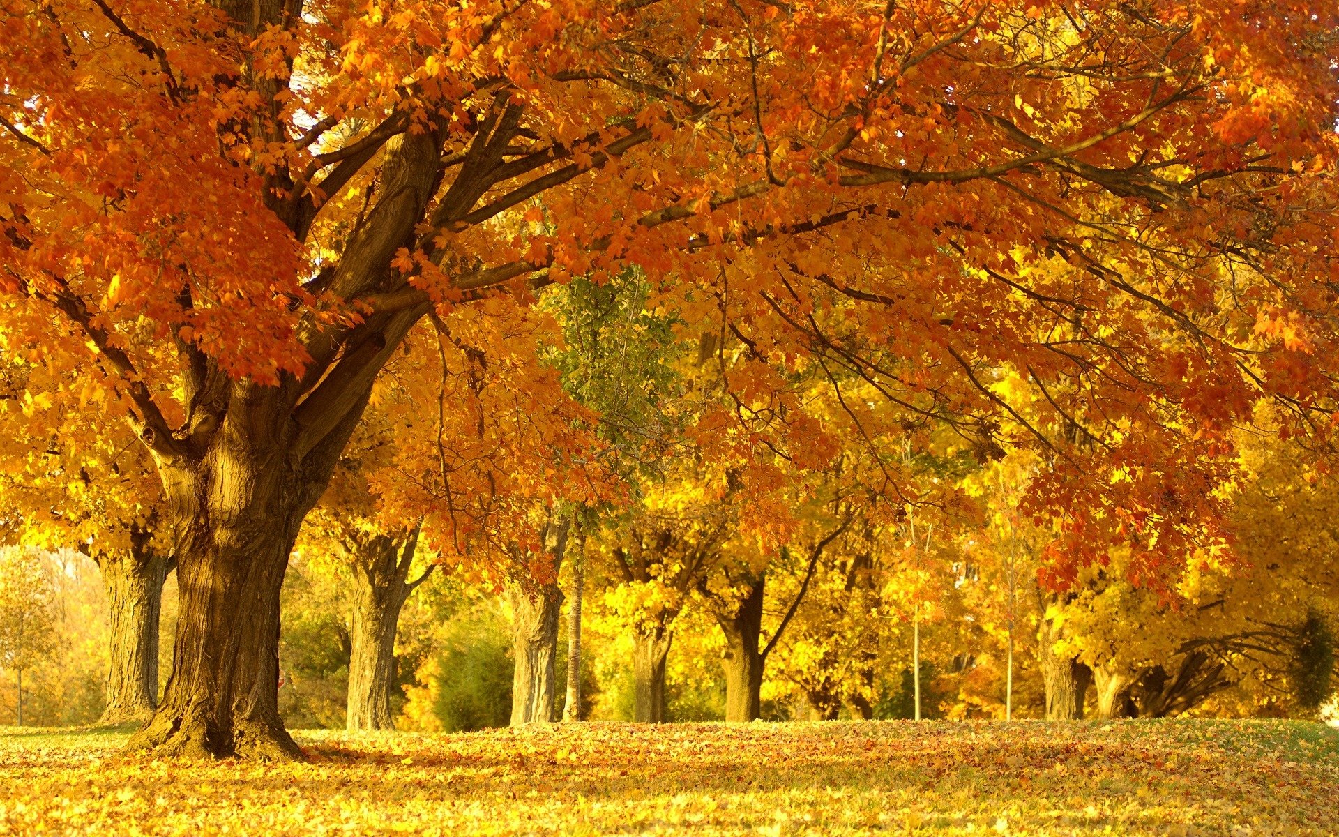 naturaleza paisaje parque bosque árboles otoño follaje belleza