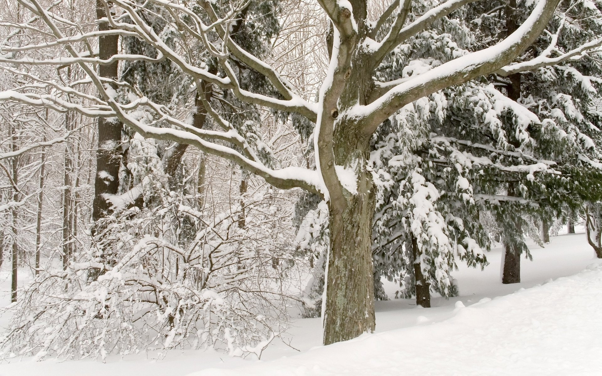 blanco árboles invierno