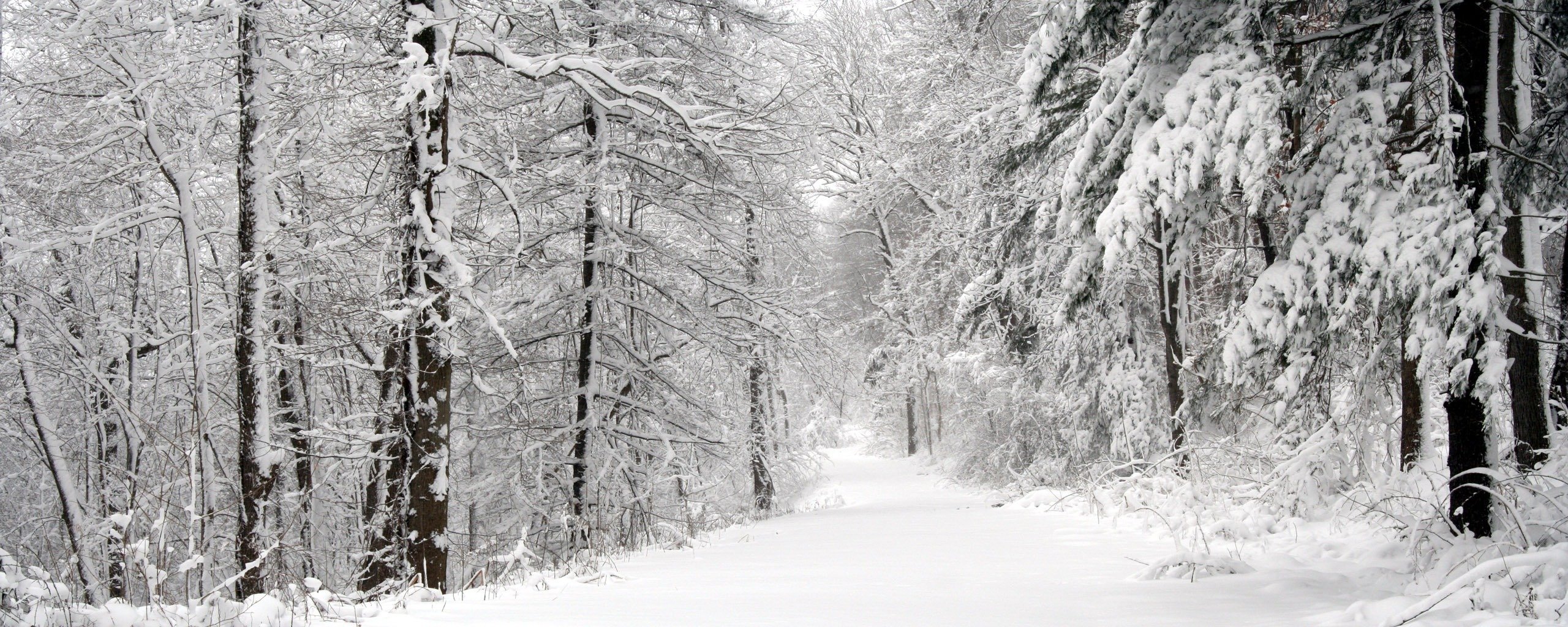 árboles nieve carretera