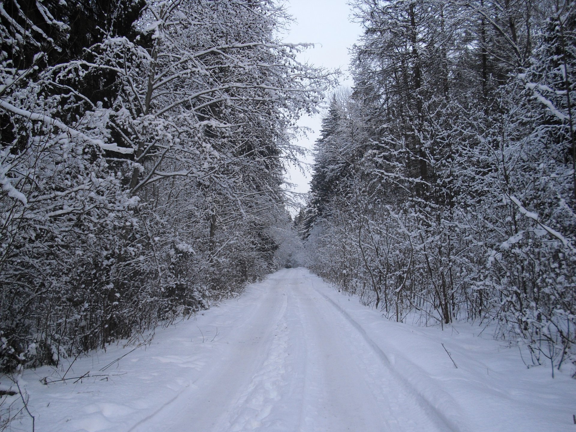 invierno carretera bosque