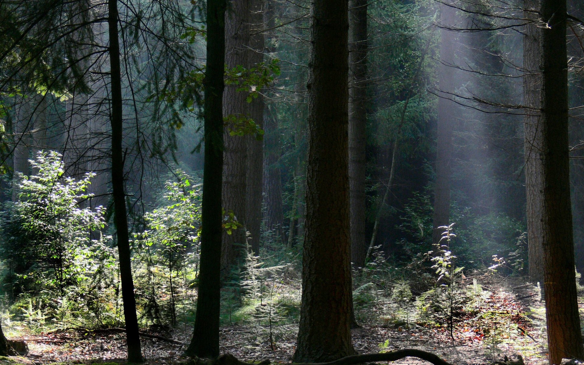 tree forest light branches nature