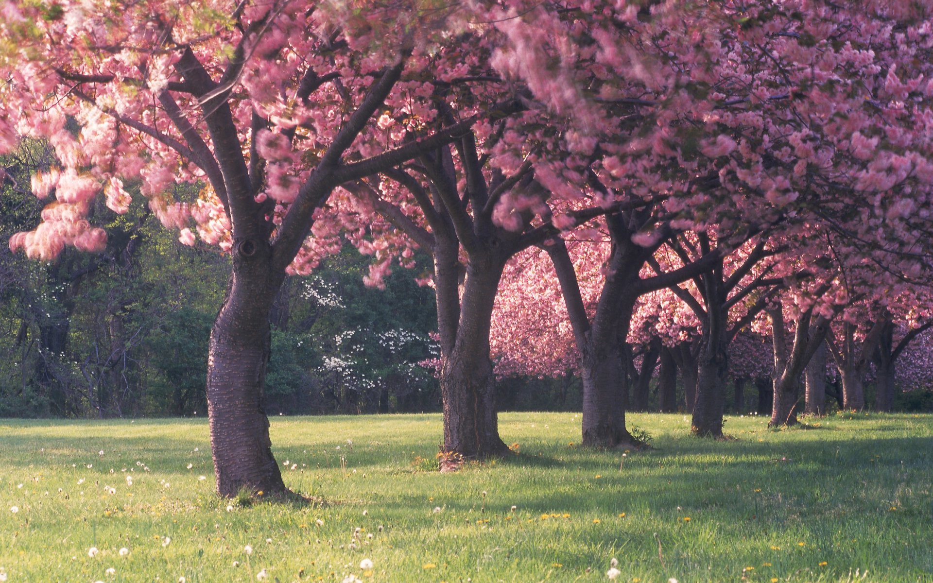 arbres forêt fleurs printemps herbe clairière beauté