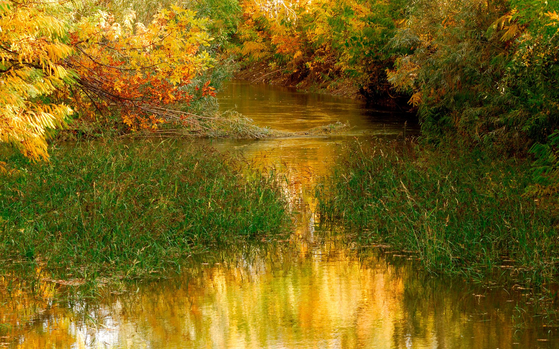 пруд вода природа деревья листья осень трава