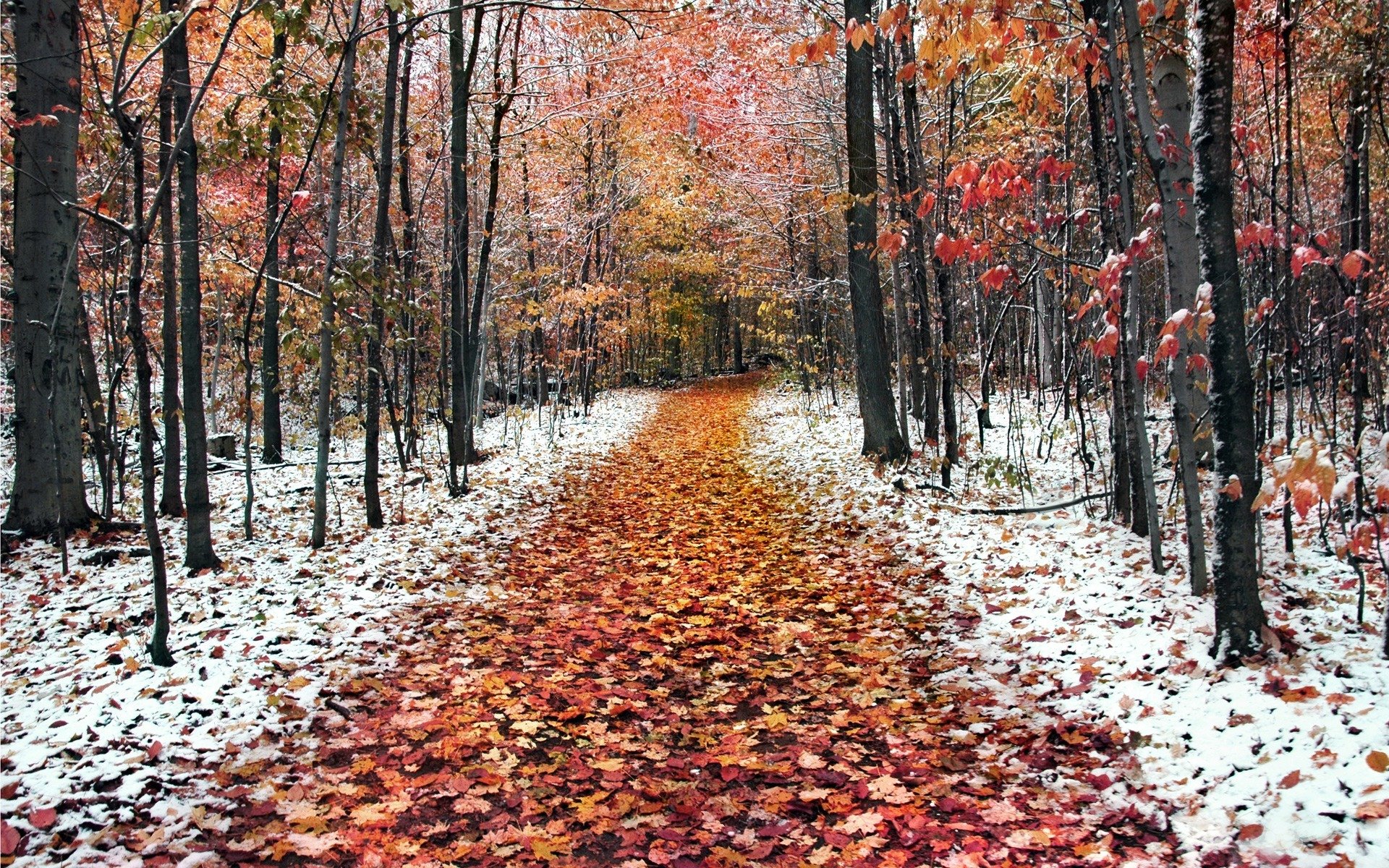 forêt chemin nature