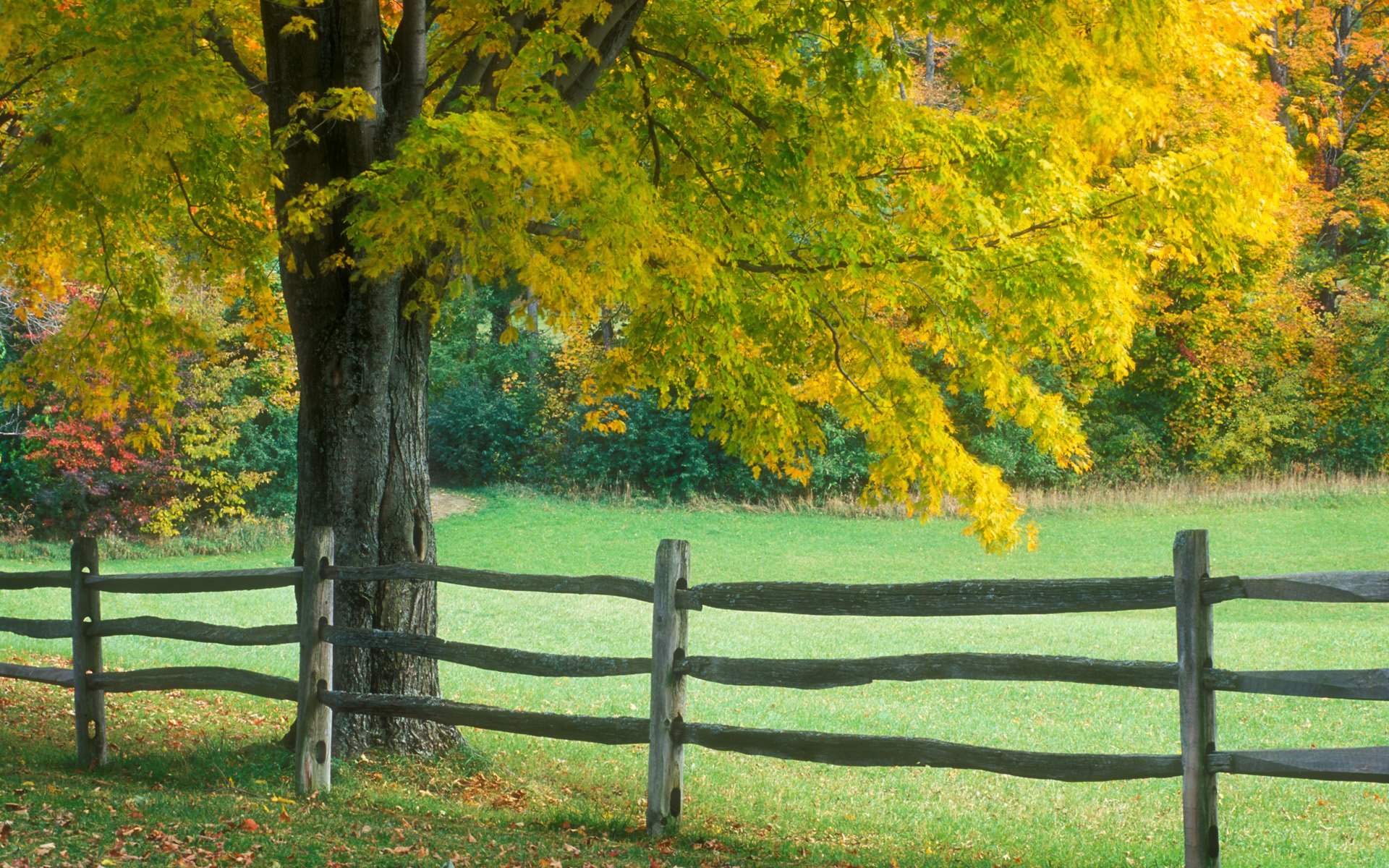 autumn fence tree