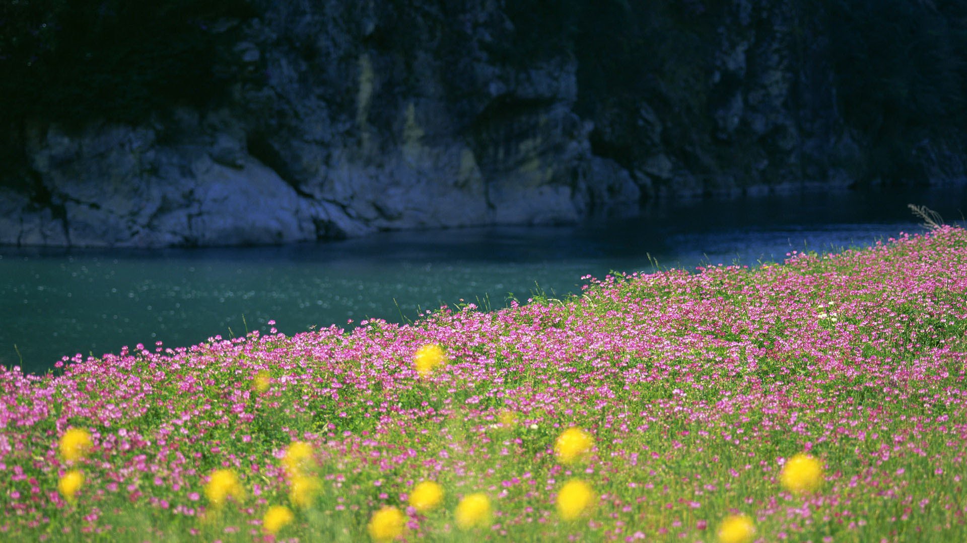 nature paysages rivière eau herbe fleurs champ photo