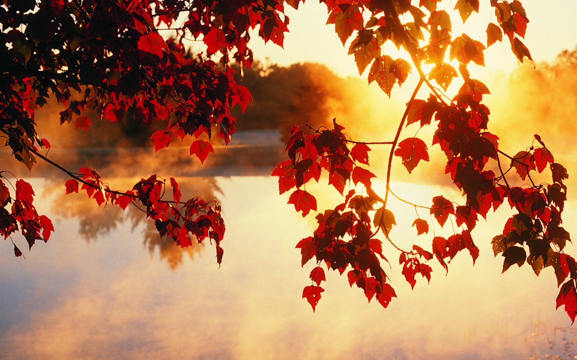 herbst bäume blätter sonne licht strahlen schönheit