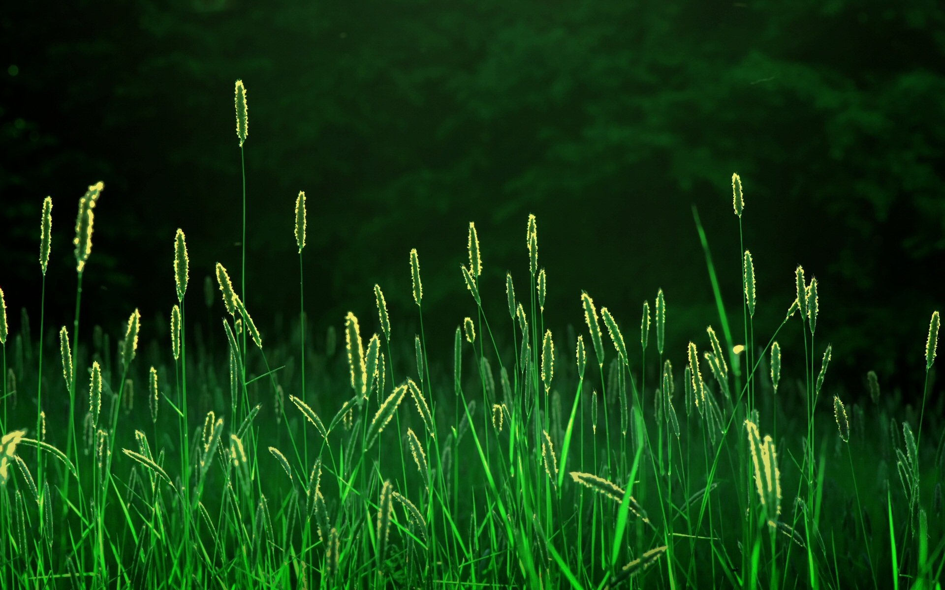 natur gras feld ährchen ähren wald licht strahlen morgen frische feldlandschaften