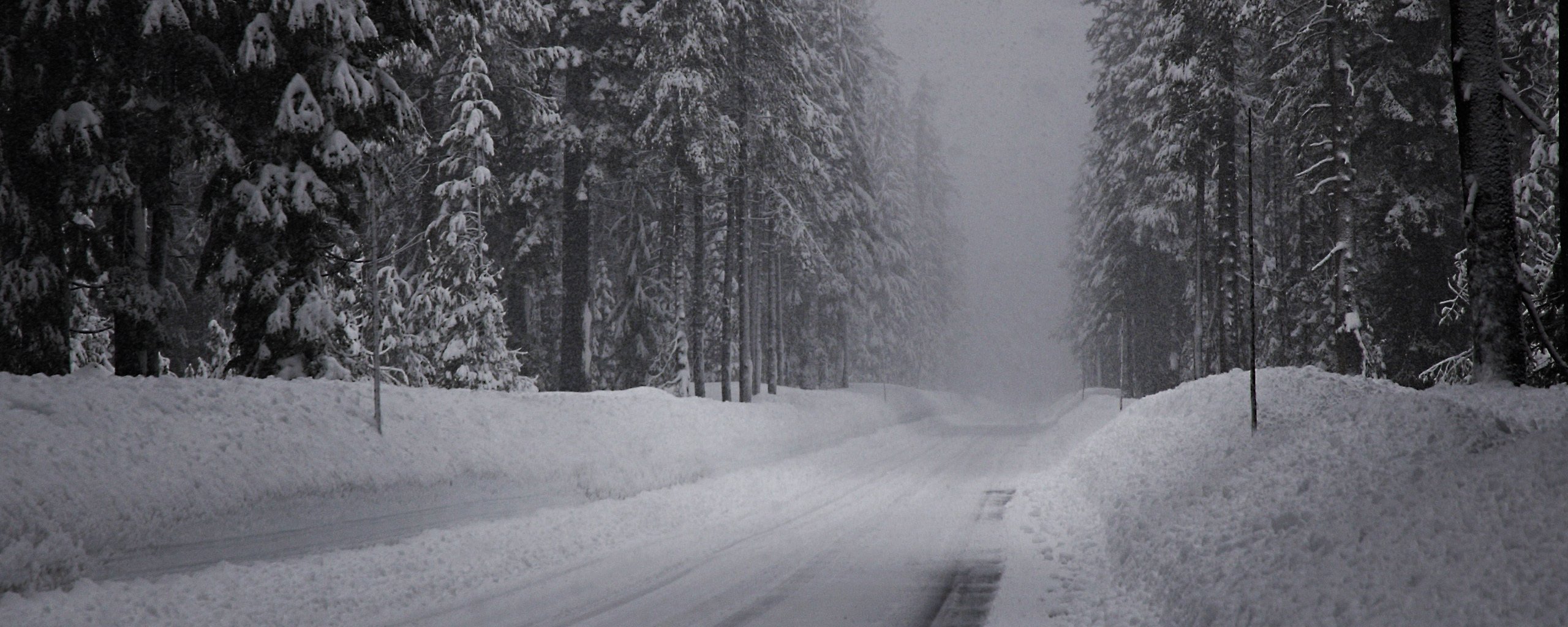 winter road snow spruce