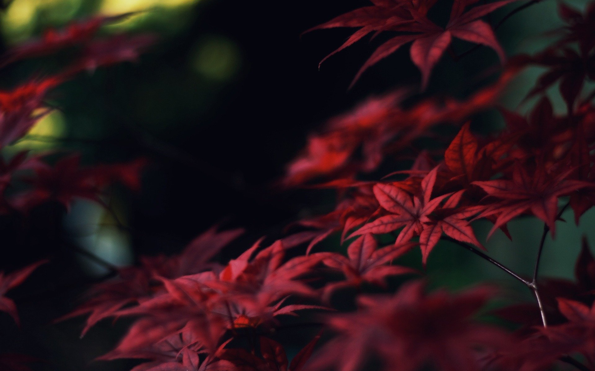 leaves red maple branches autumn