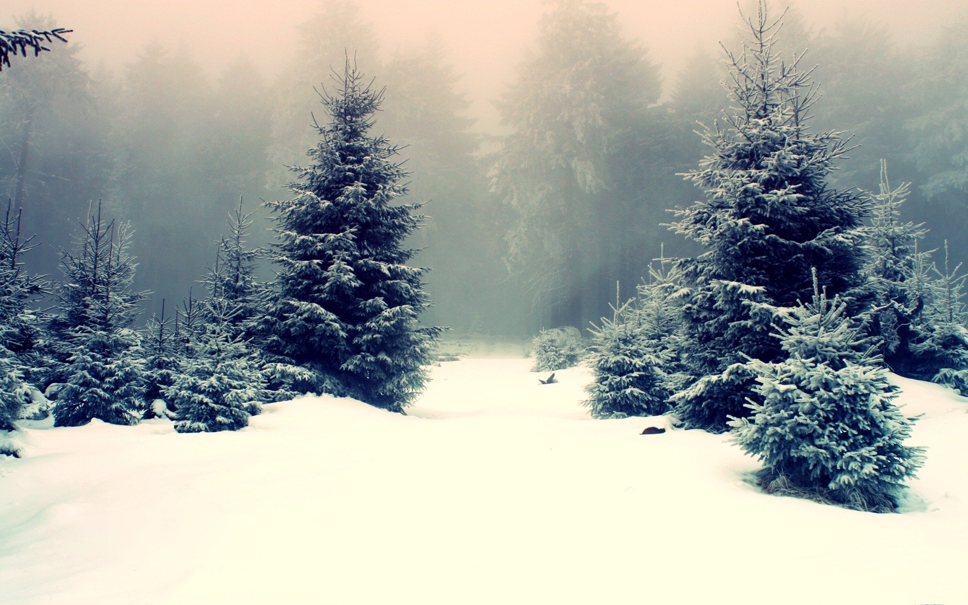 naturaleza invierno bosque derivas alrededor