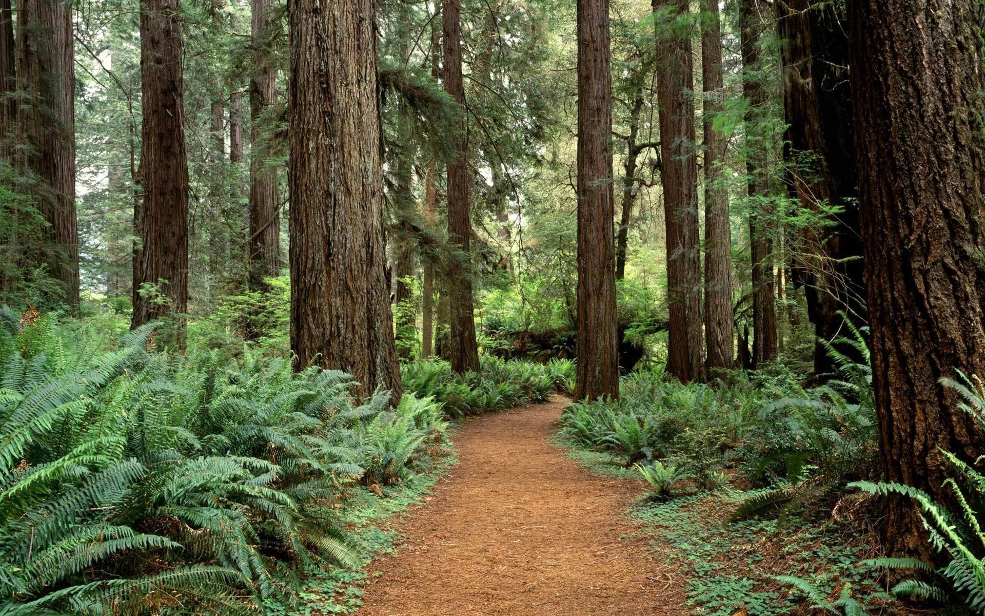 foresta alberi washington