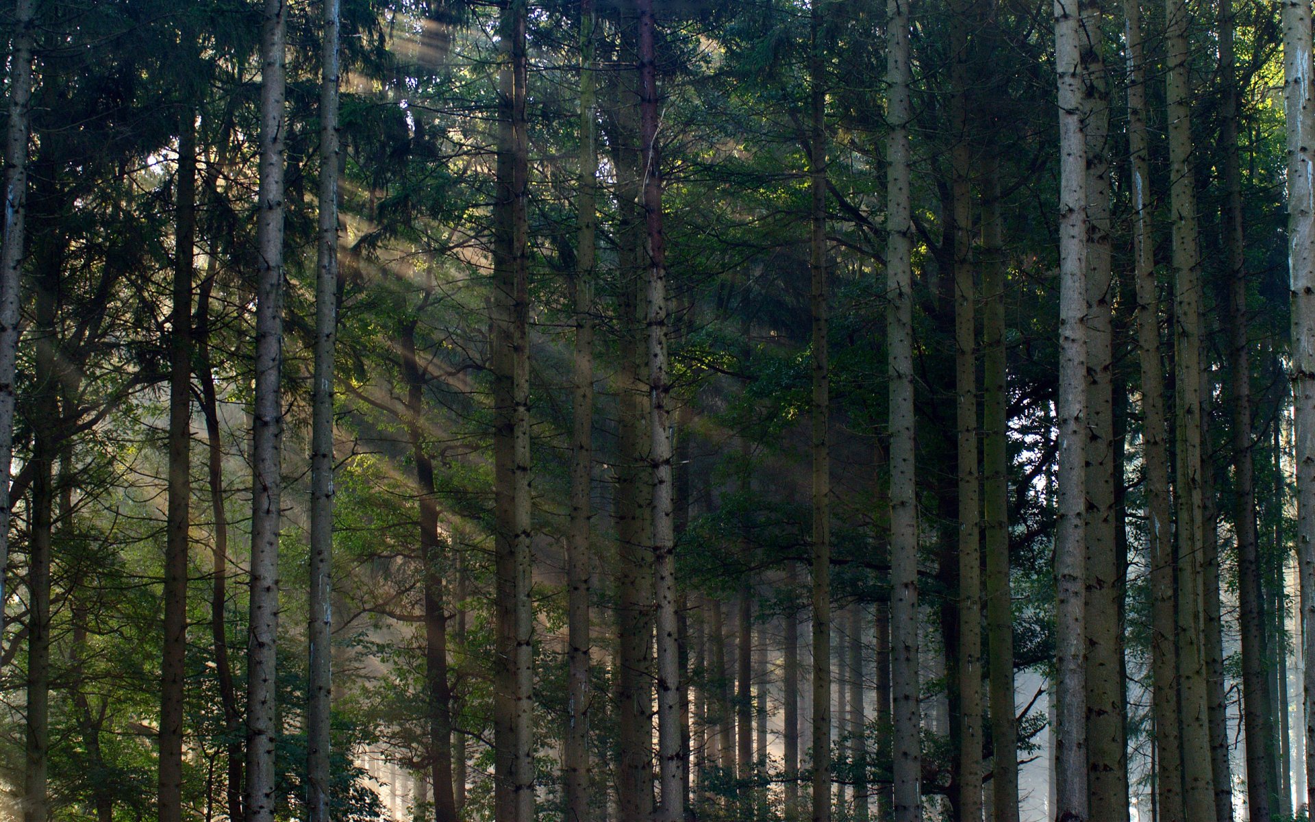 nature forest nature wall