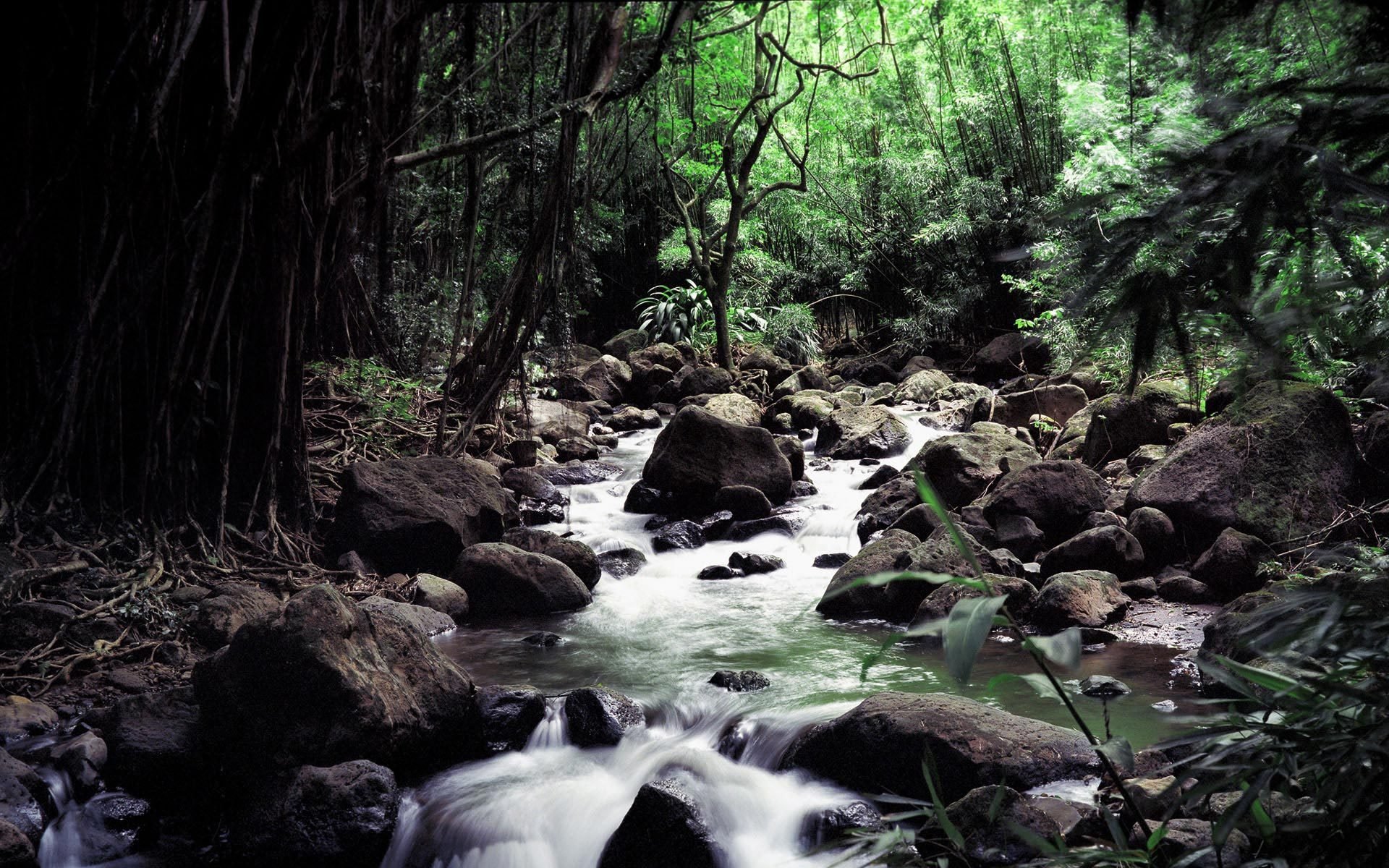 arroyo río agua árboles bosque