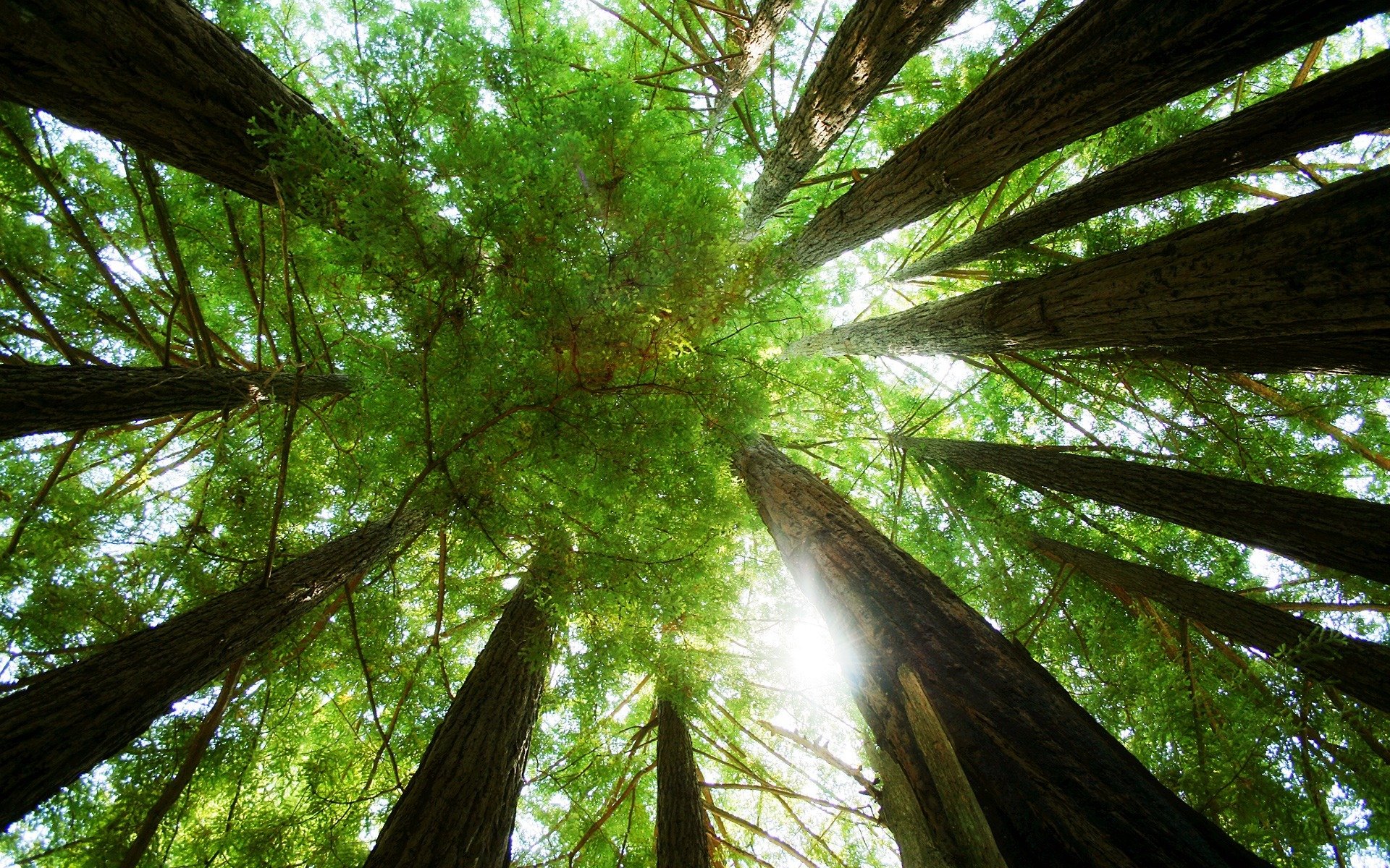 tree forest nature