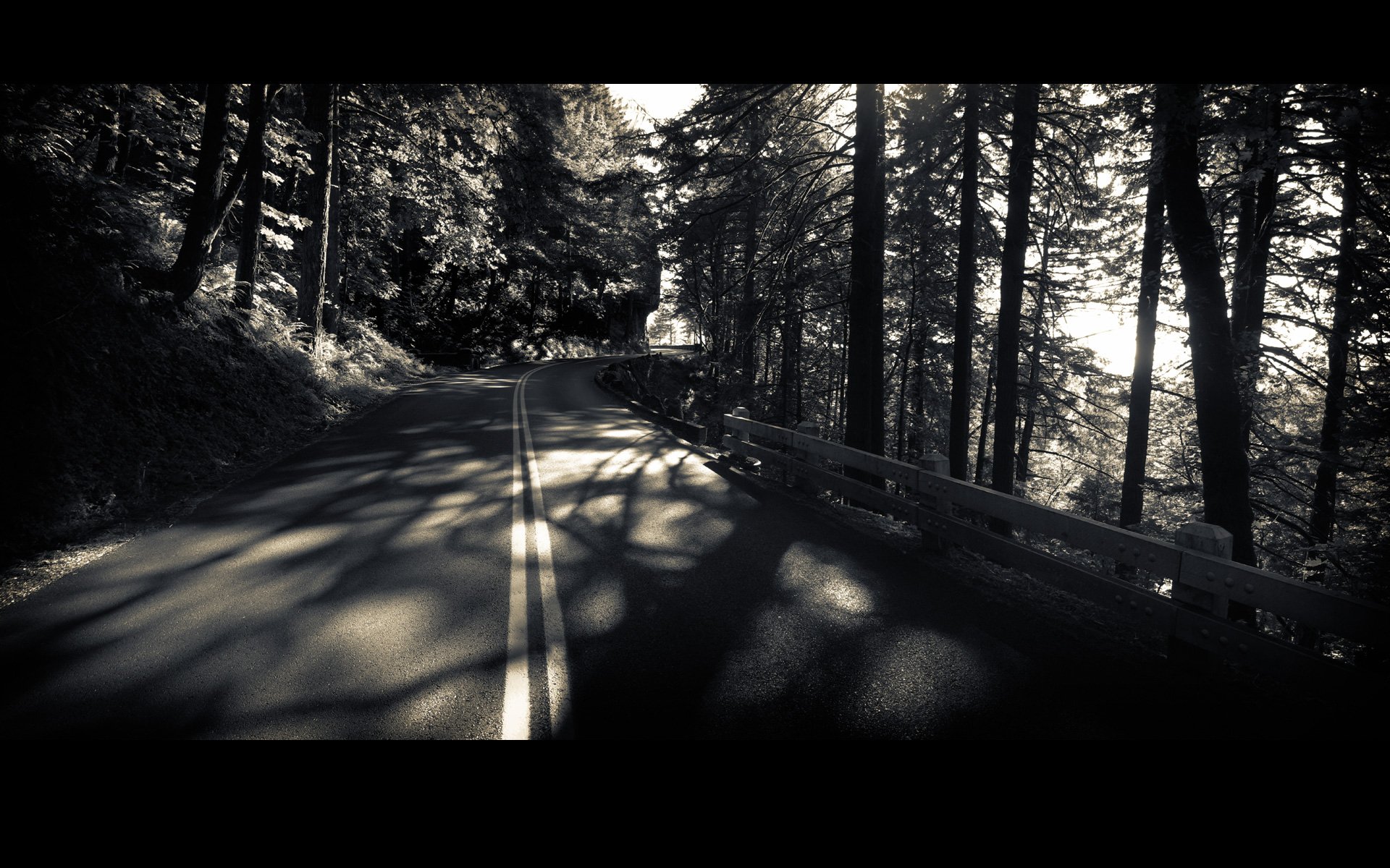 route forêt arbres