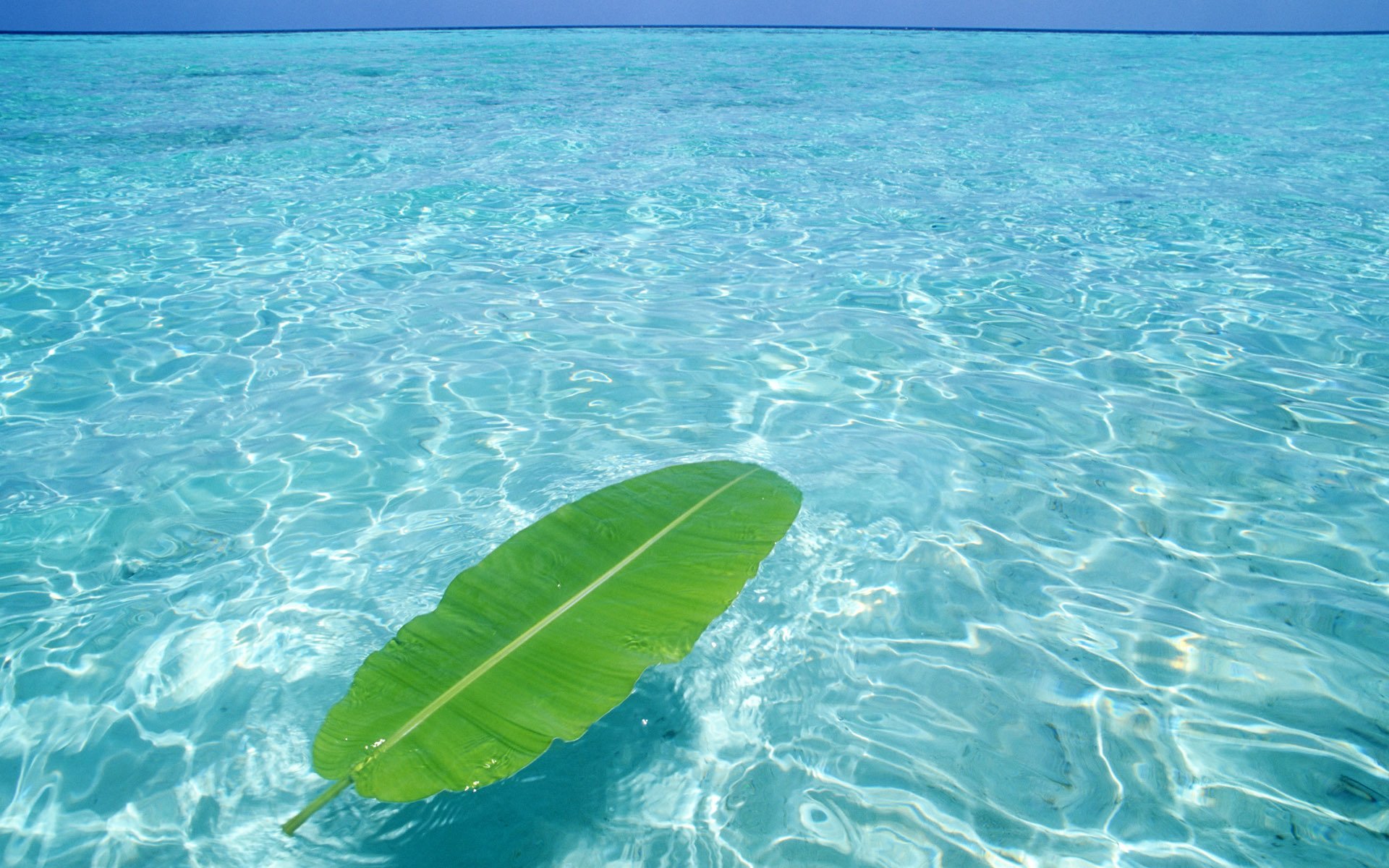 acqua mare foglia estate