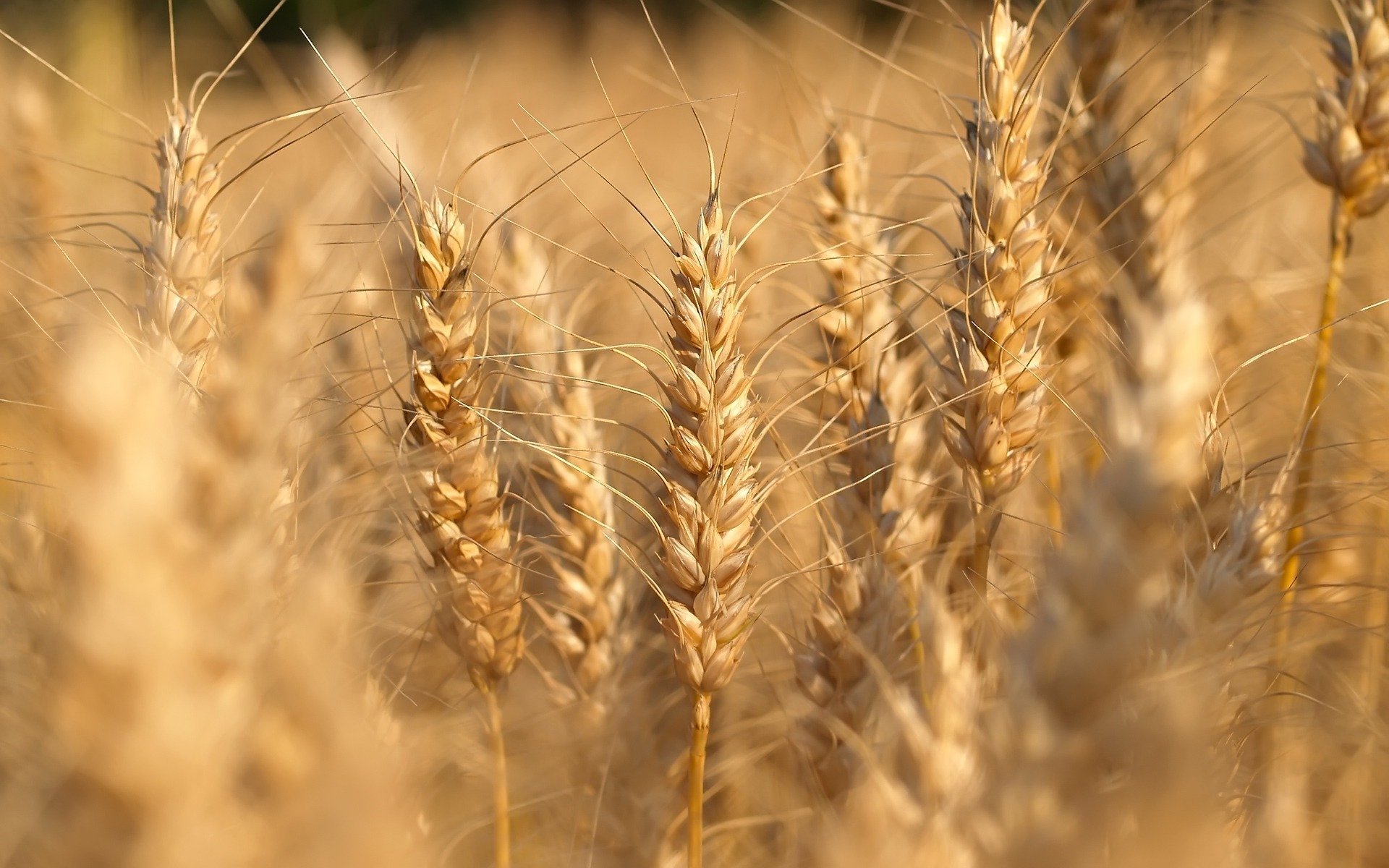 nature close up photo of wheat the field fields macro nature walls landscape