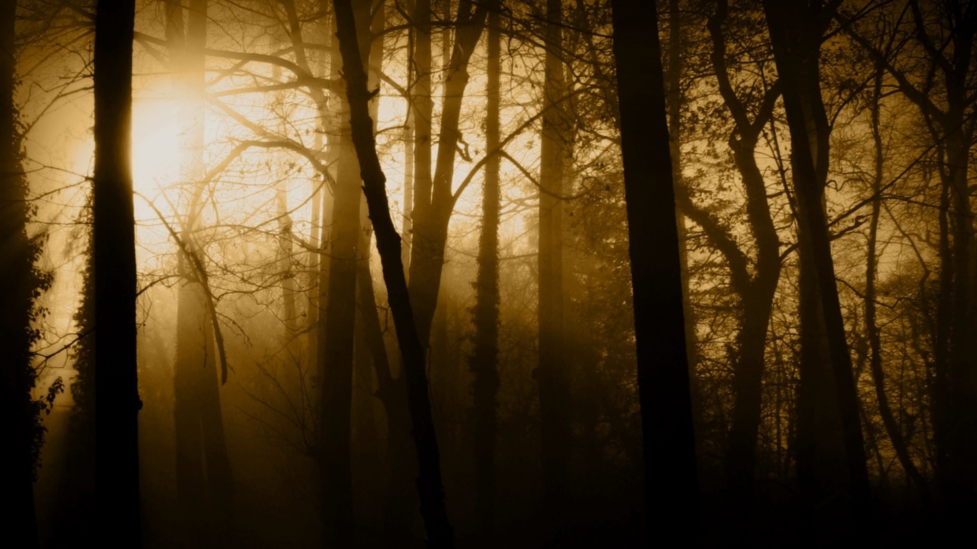 forêt brouillard arbres troncs rayons lumière nature