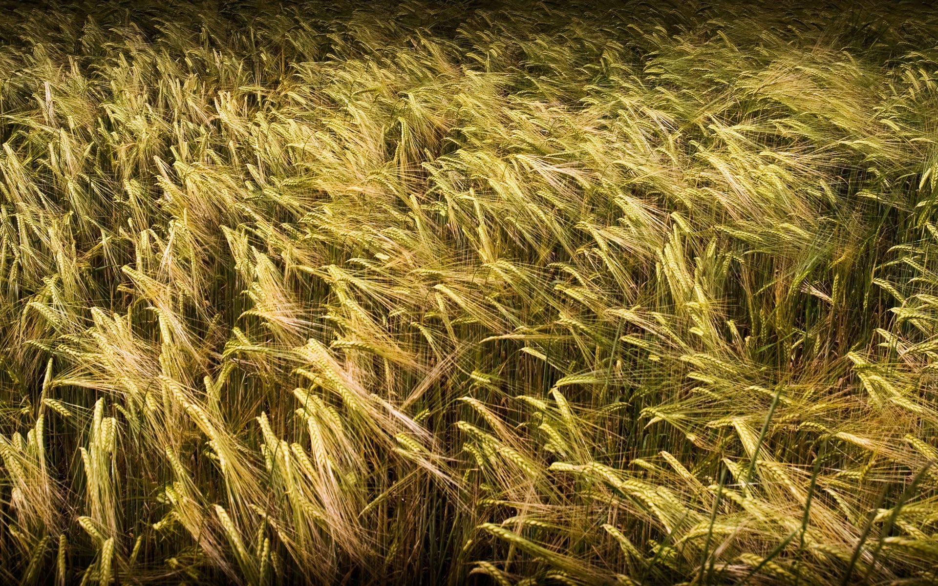 naturaleza hierba campo salvapantallas de trigo