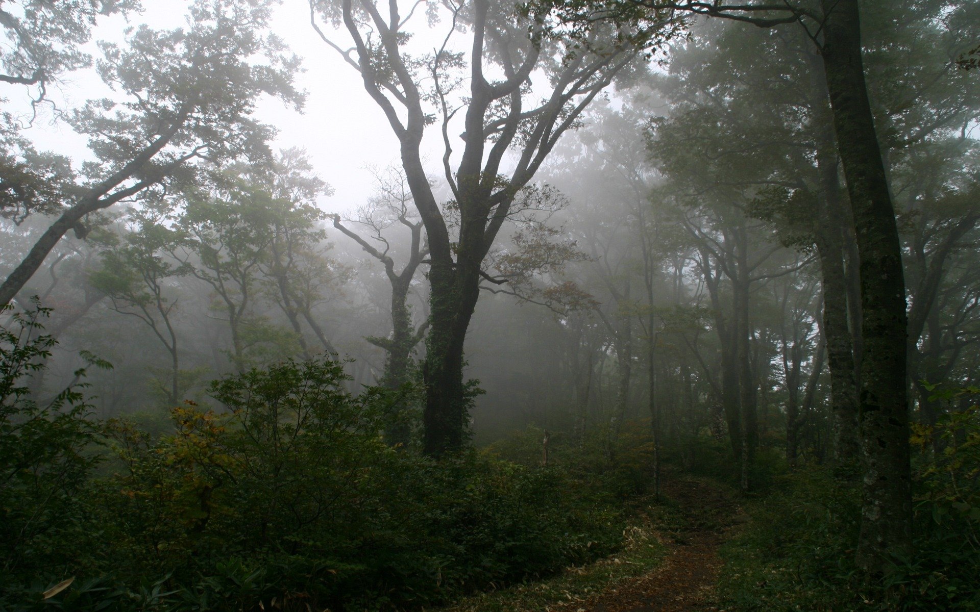 bosque niebla árbol camino