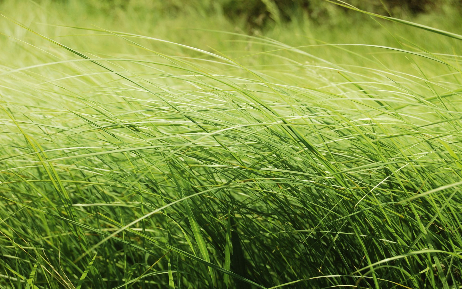 natur schönheit gras feld makro