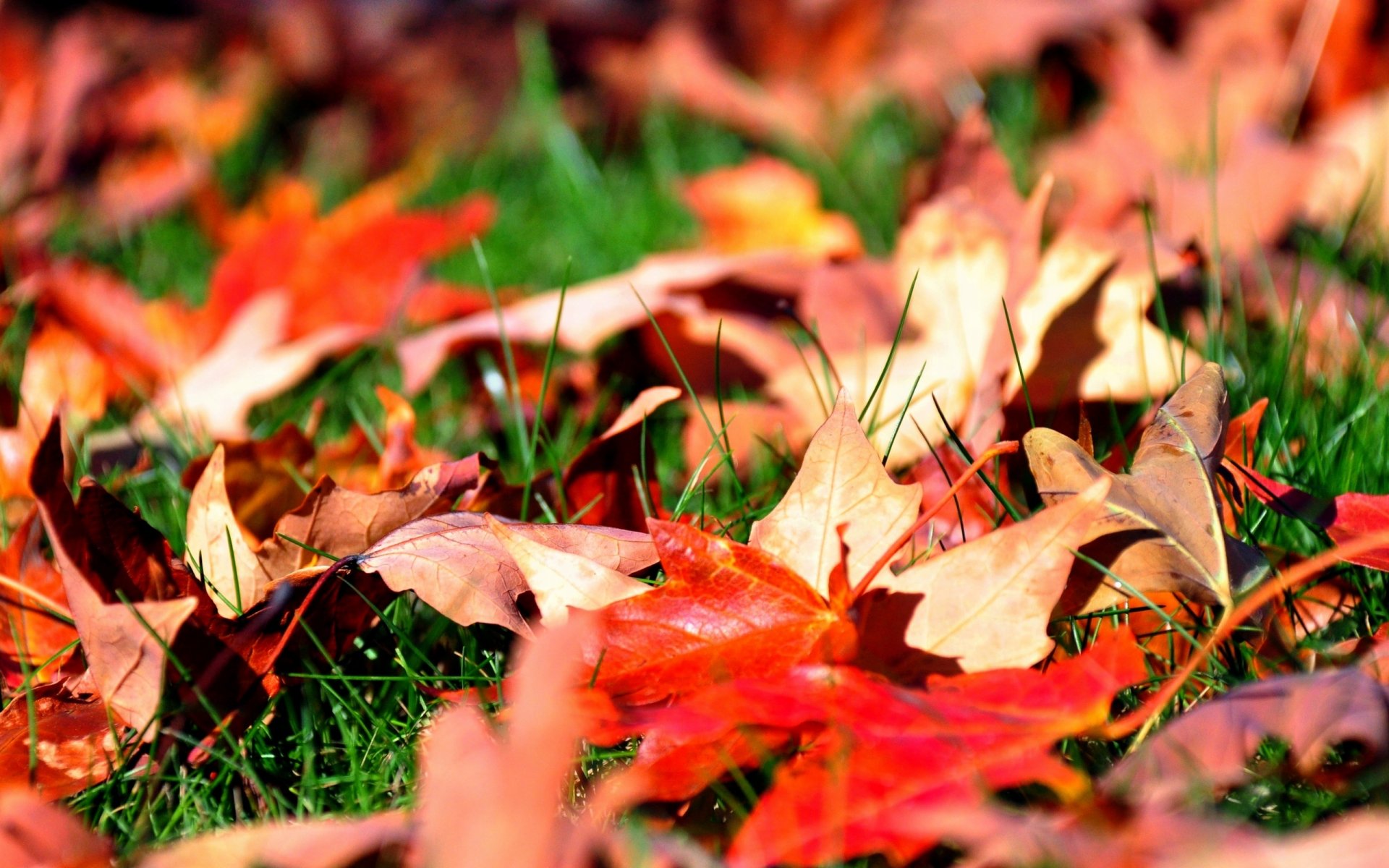 leaves maple autumn gra