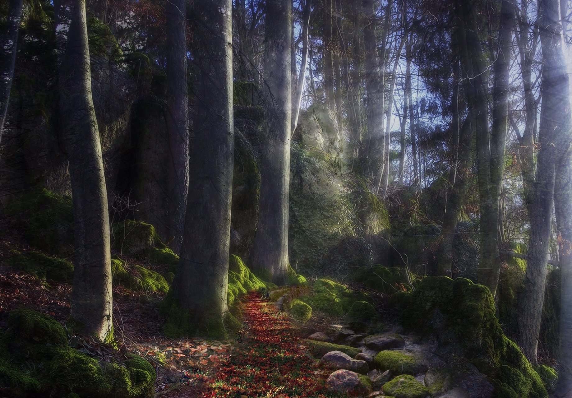 foresta luce sentiero