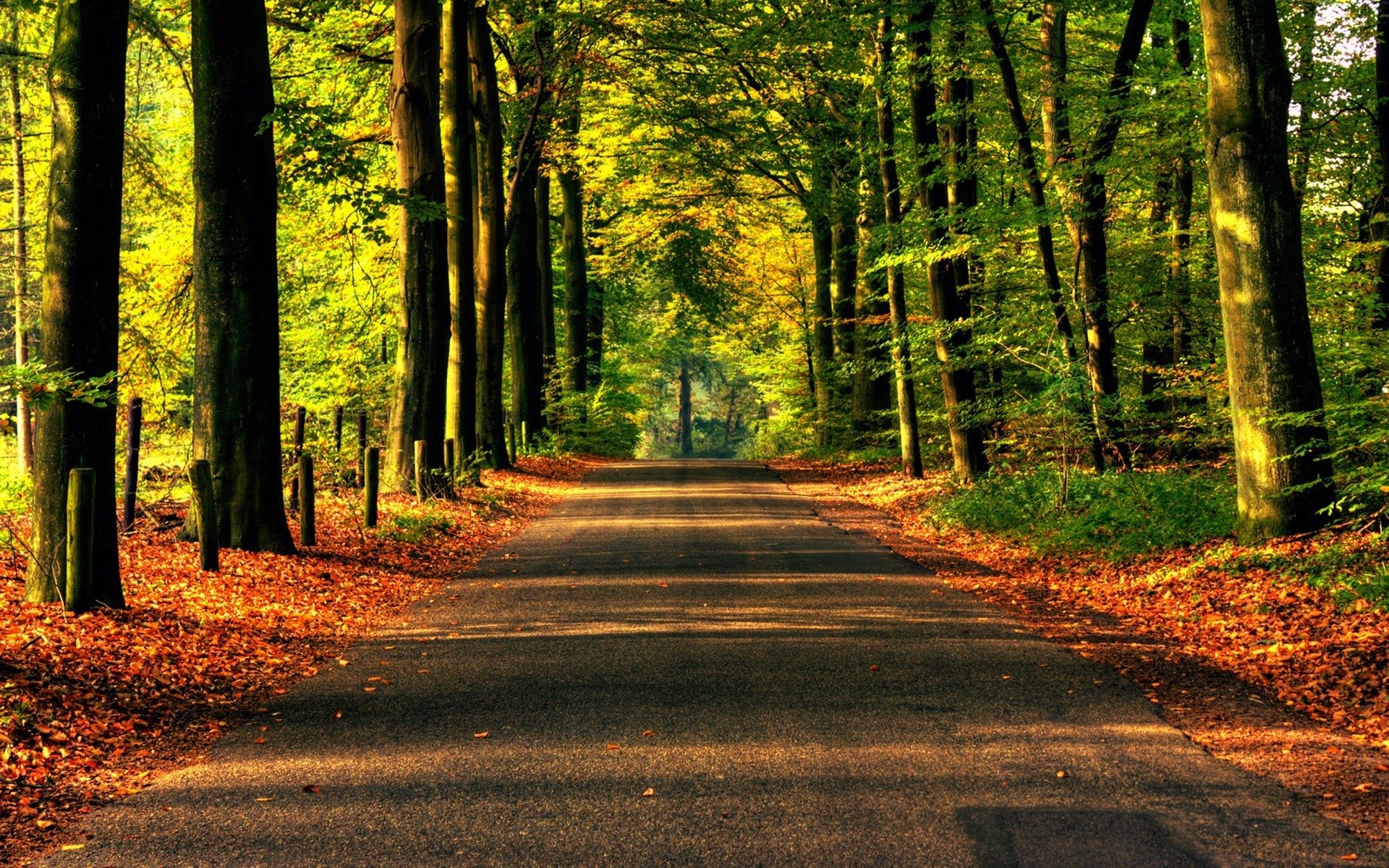 naturaleza carretera bosque árboles asfalto