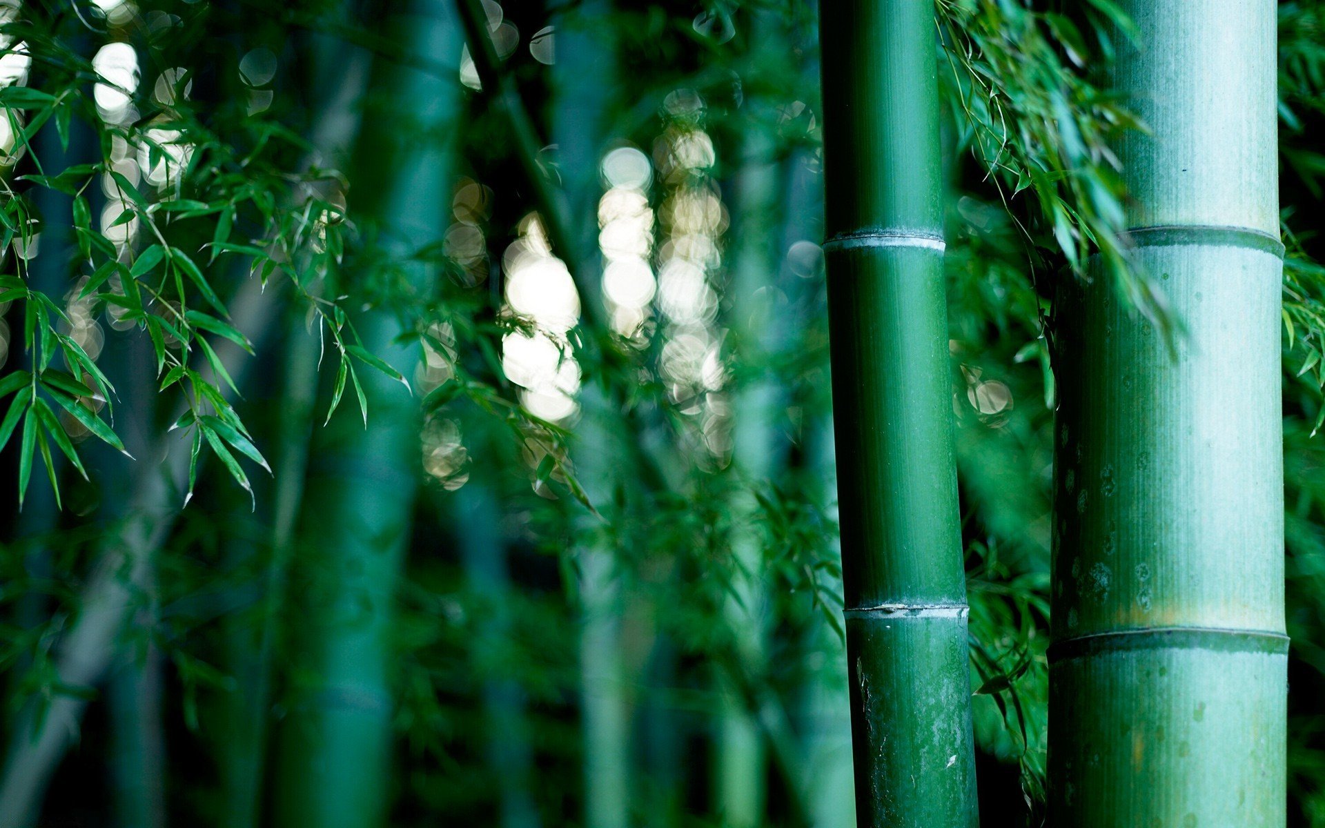 bamboo grove nature