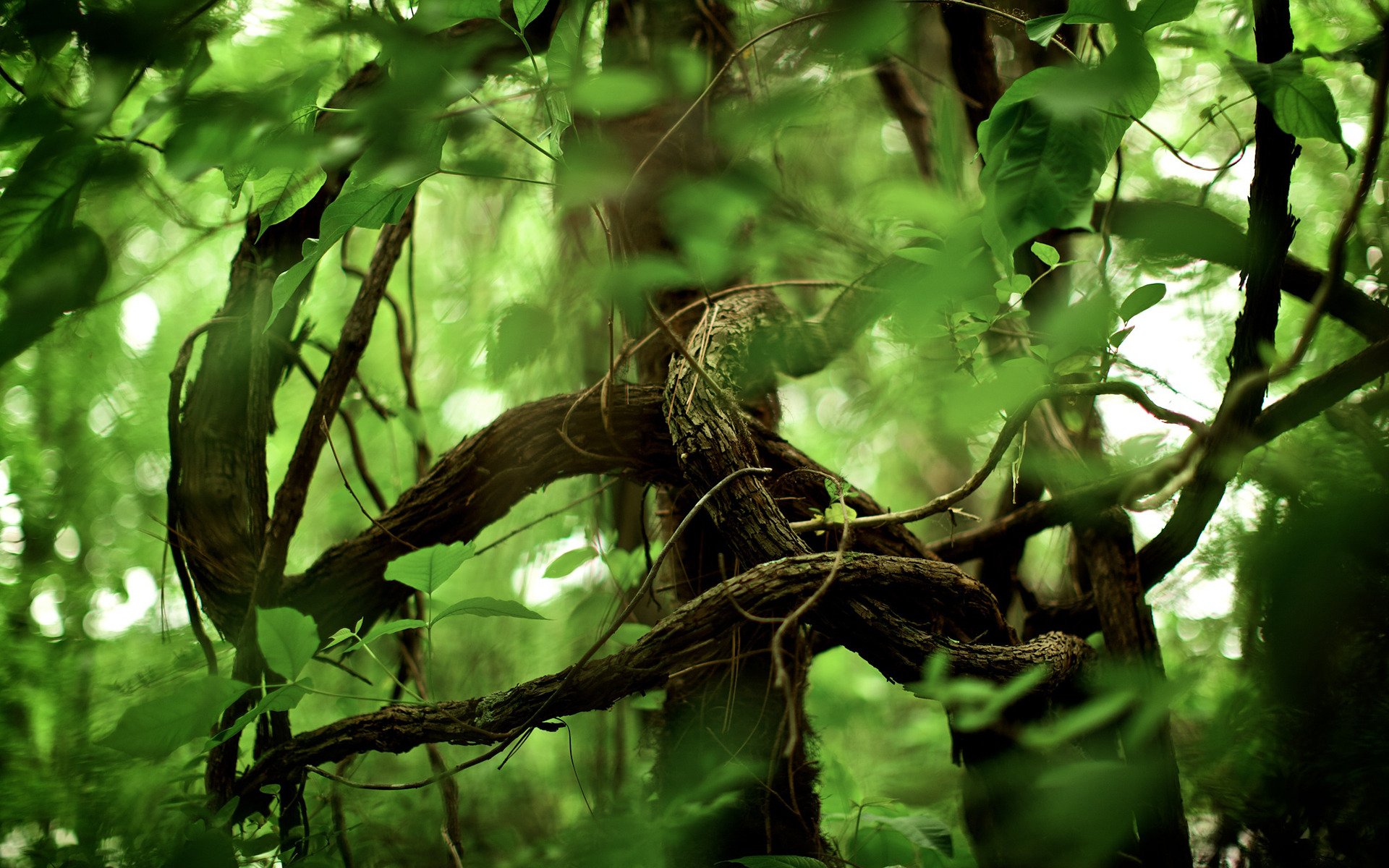 jungle forêt nature parc arbres plantes feuillage photo