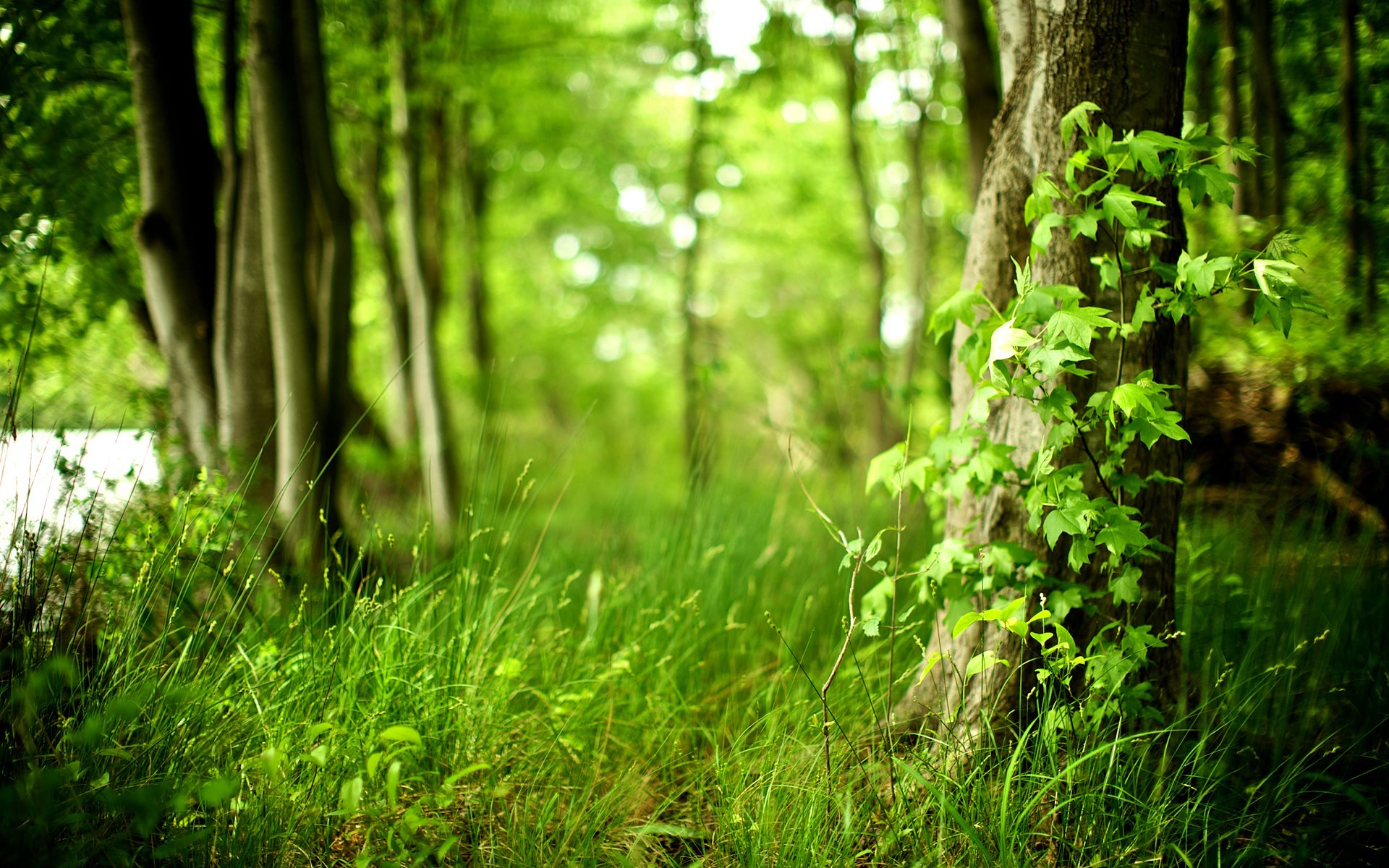 natura foresta aria fresca pulizia alberi piante fogliame freschezza erba vita foglie di alberi foresta verde foto