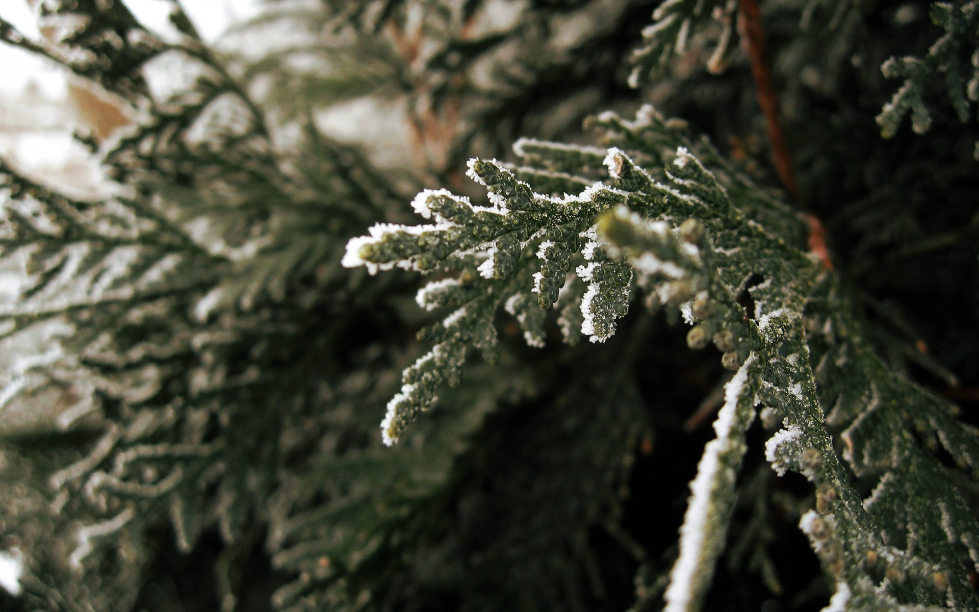 close branch nature spruce photo