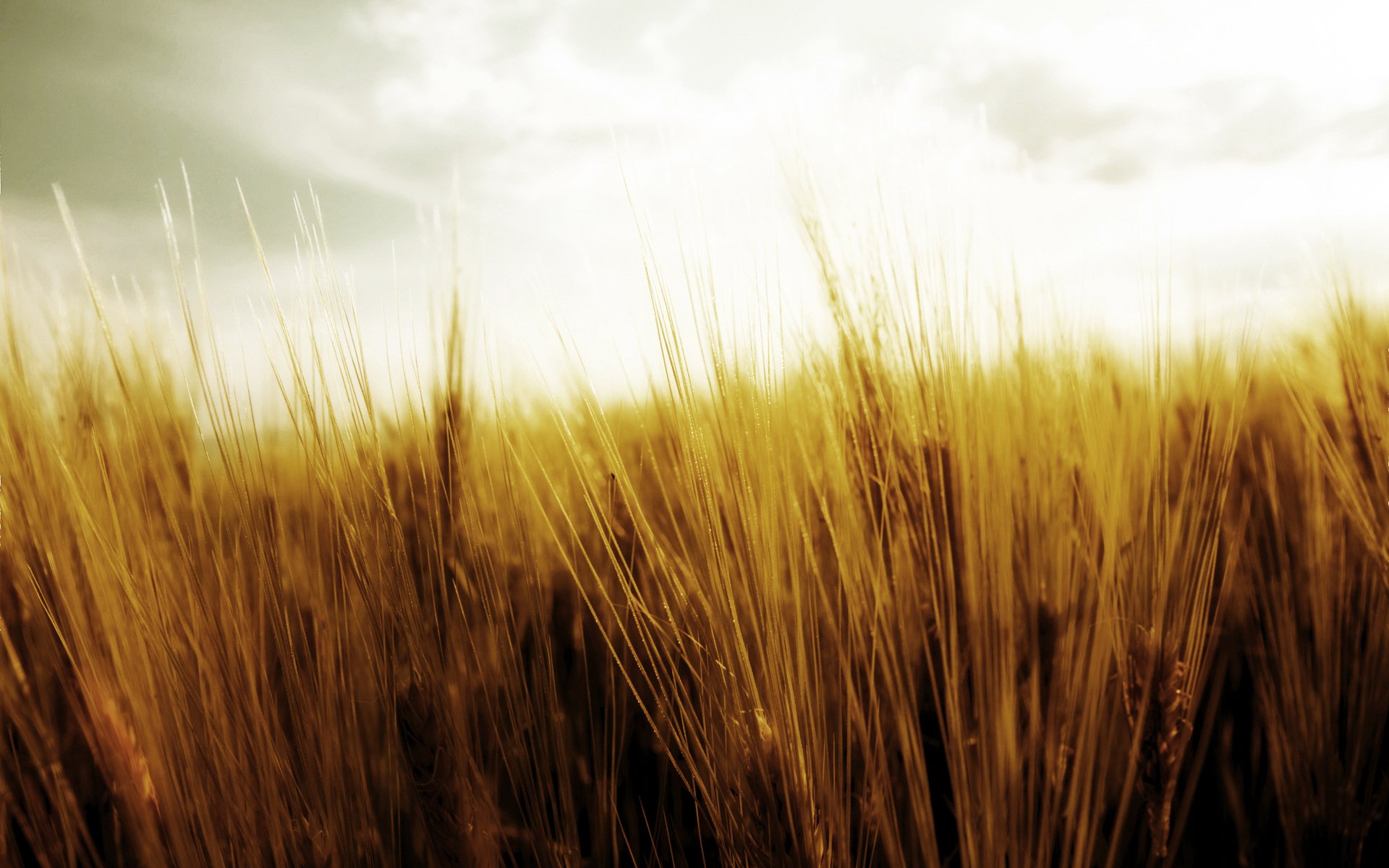 campo natura raccolto mietitura spighette spighette grano cielo