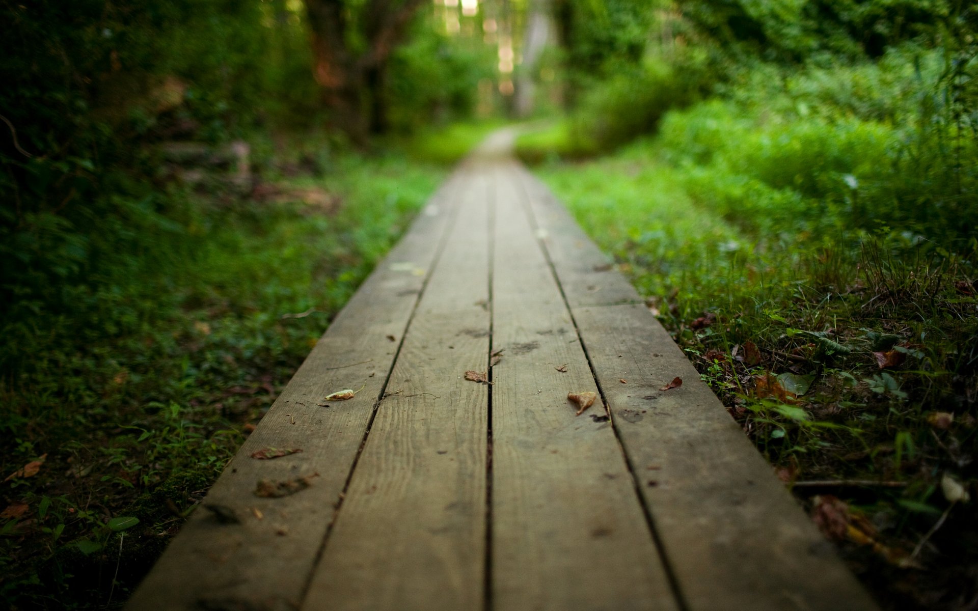 natur landschaft bretter holz fußweg gehweg pfad park wald büsche bäume