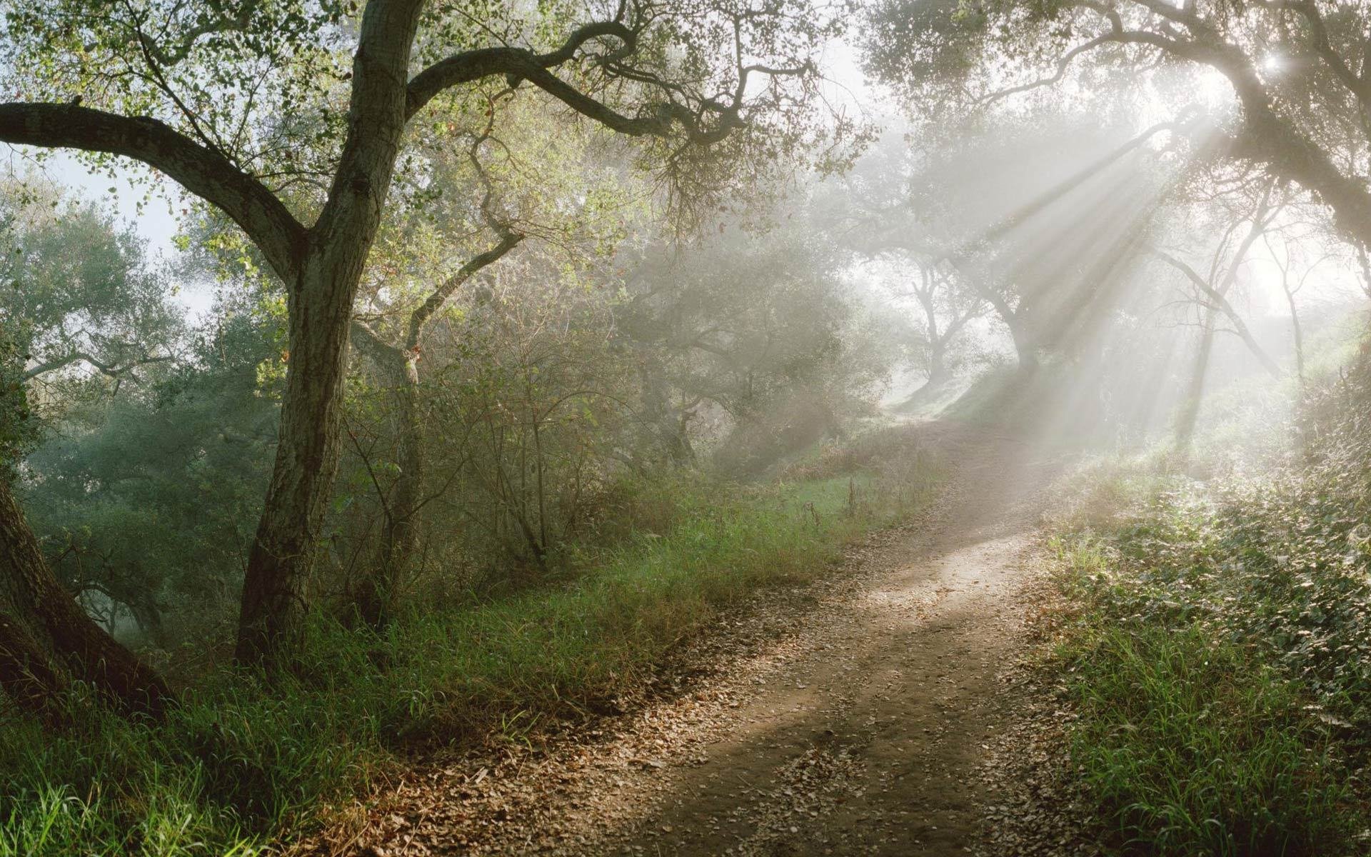 forêt sentier rayons soleil